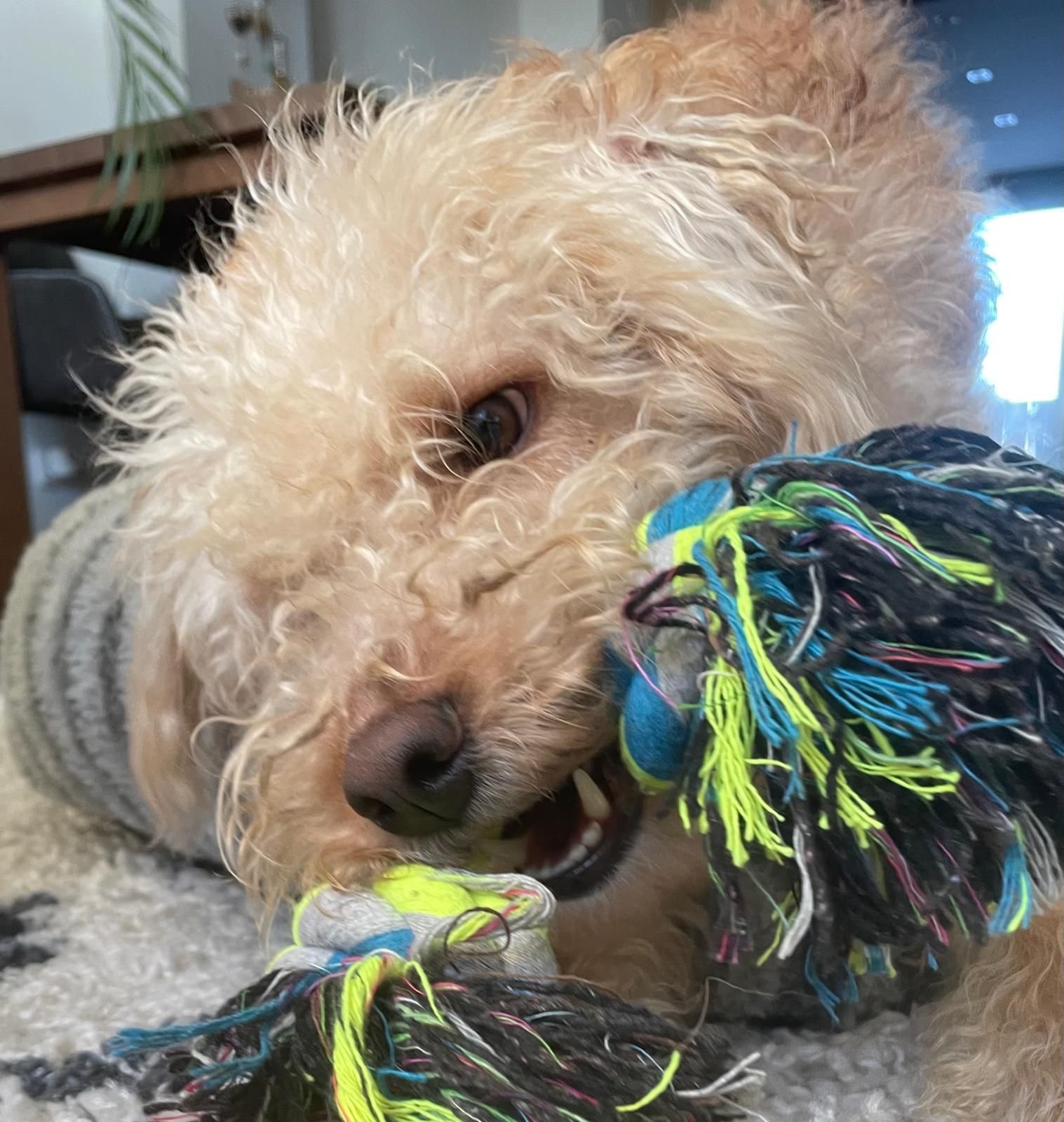 WhatsApp Image 2025-12-31 at 11.04.35 (1).jpeg