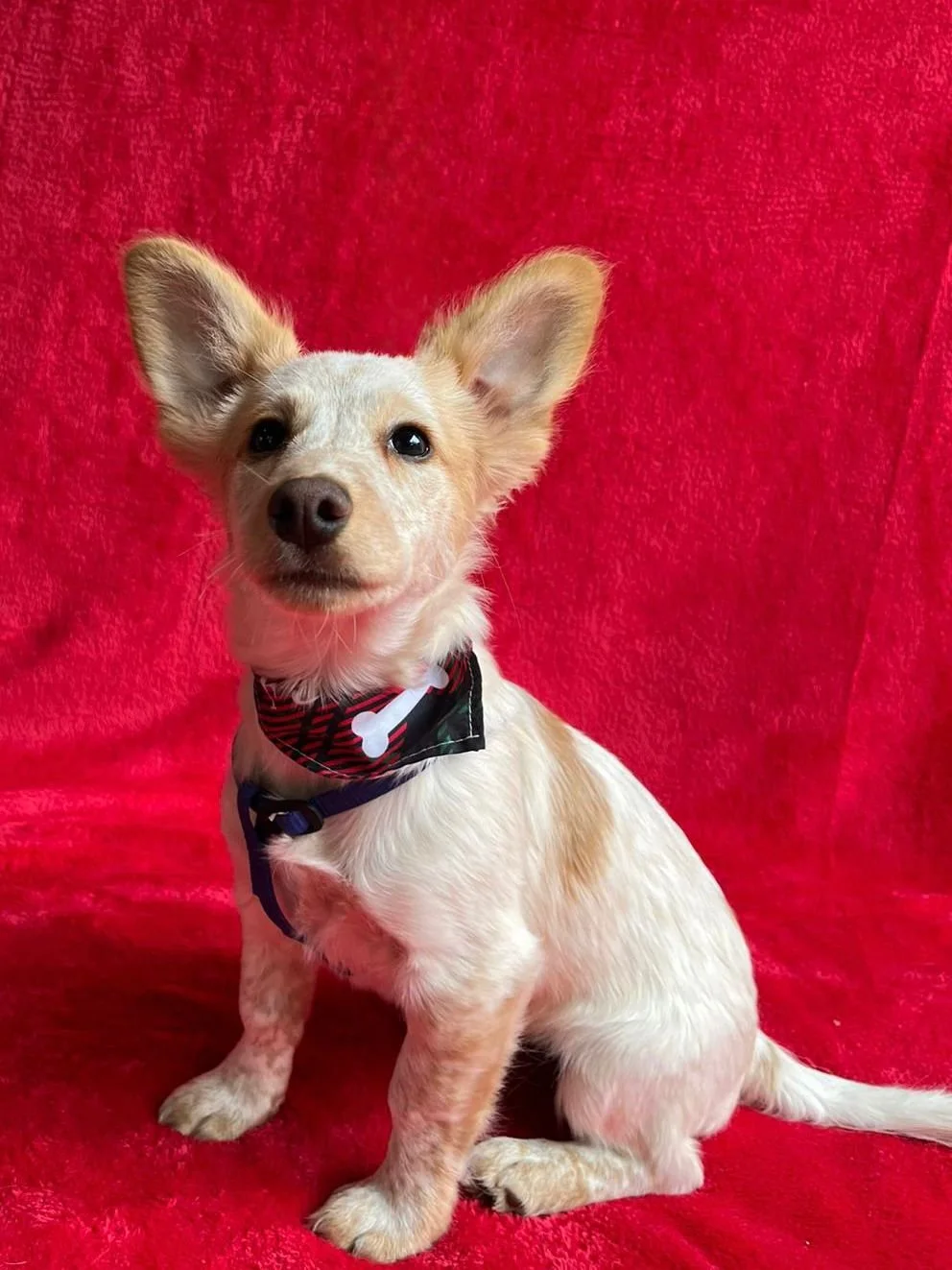 WhatsApp Image 2025-11-18 at 11.34.52 (1).jpeg