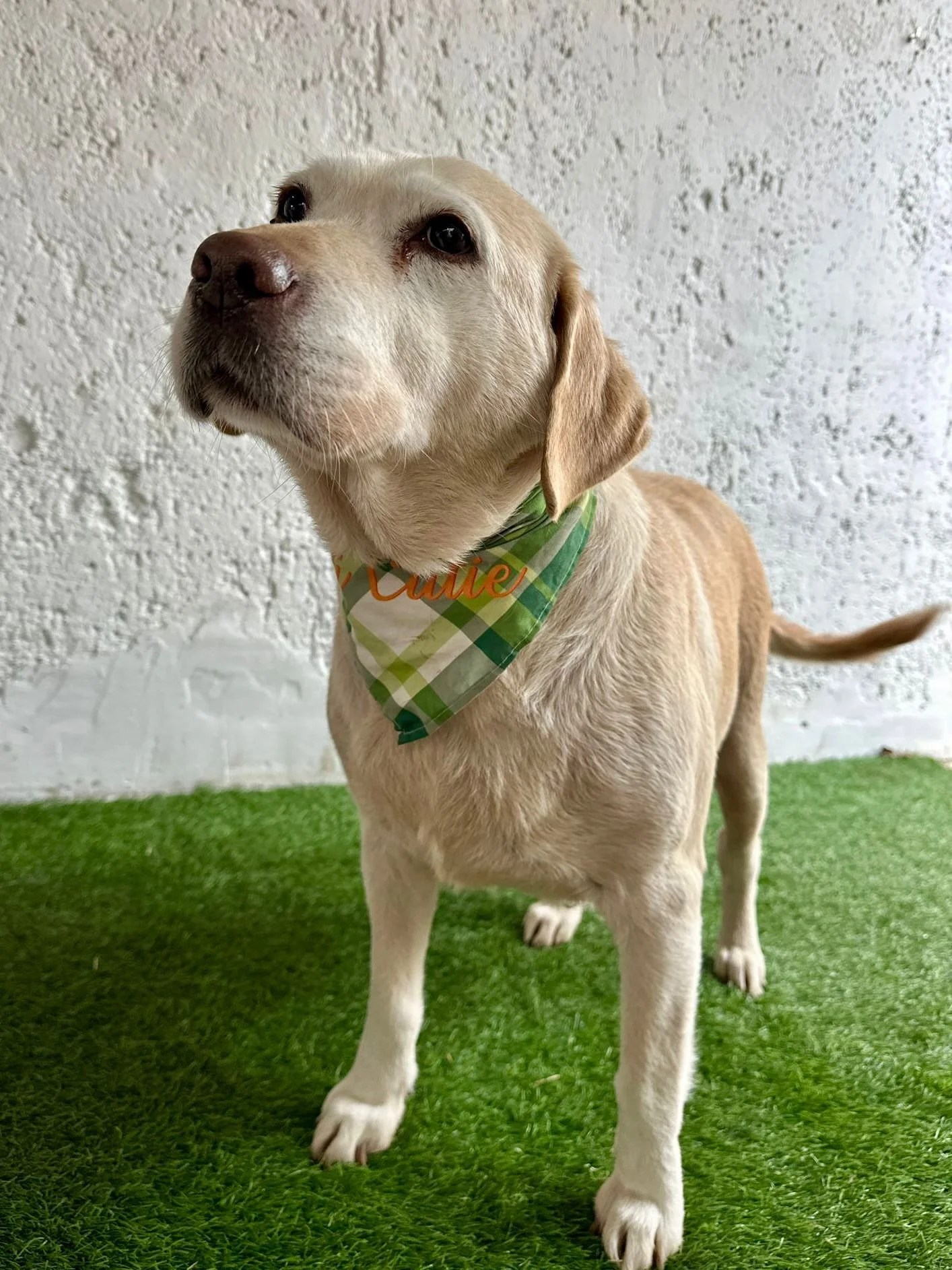 WhatsApp Image 2026-01-01 at 12.37.31 (3).jpeg