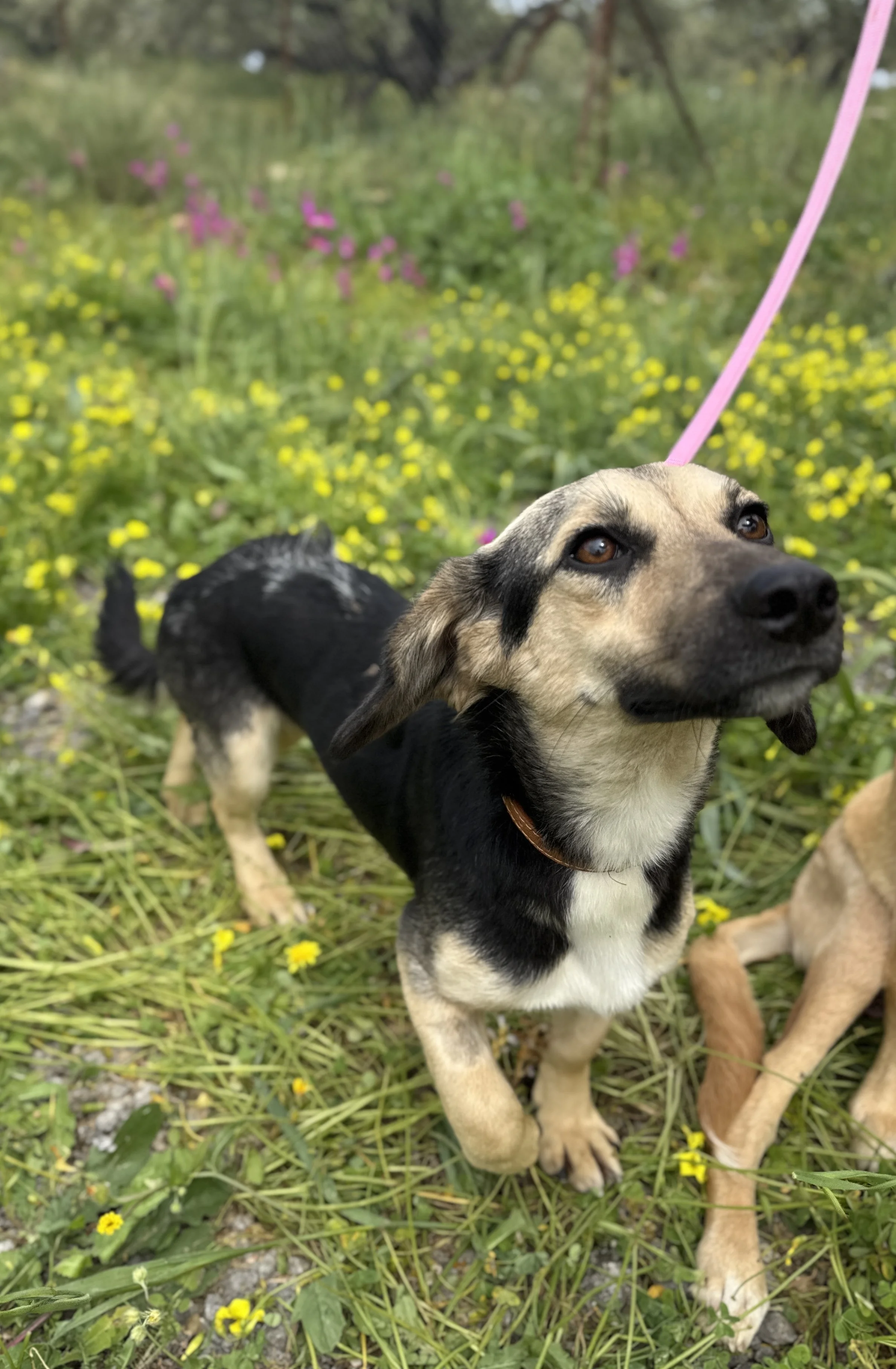 IMG_4311.jpeg