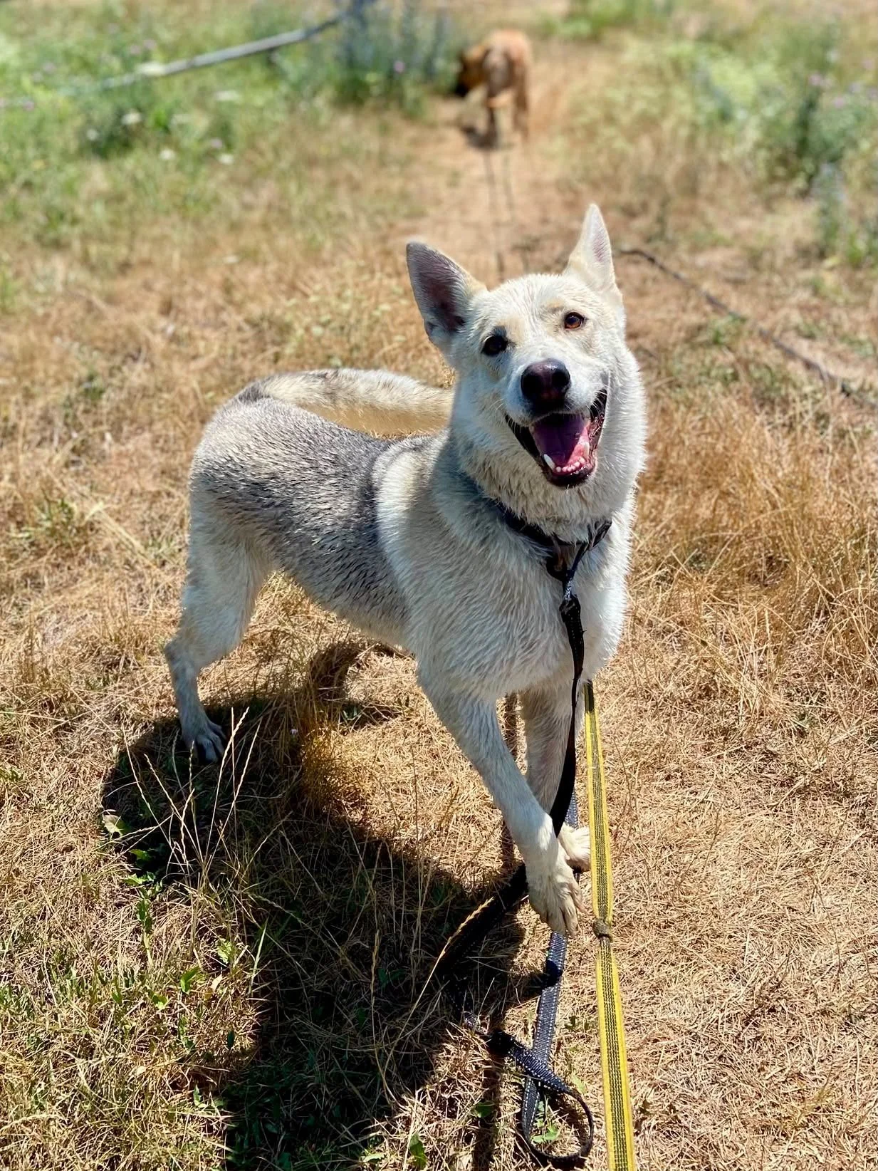Nanuk