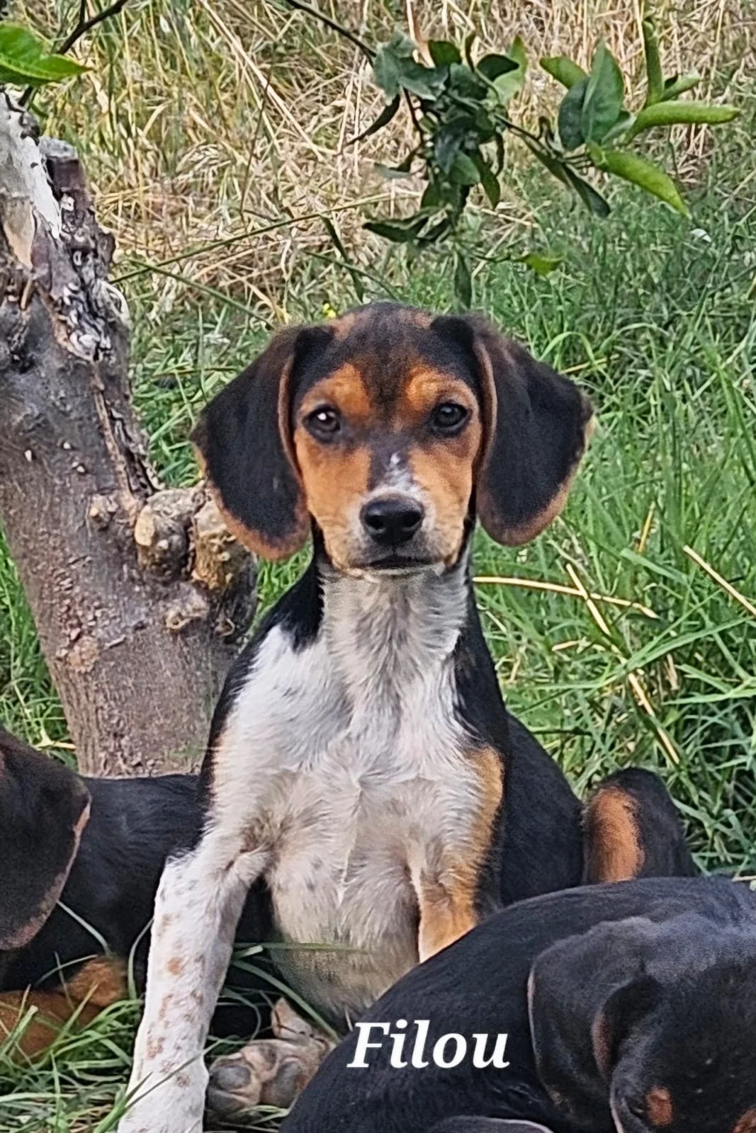 Filou