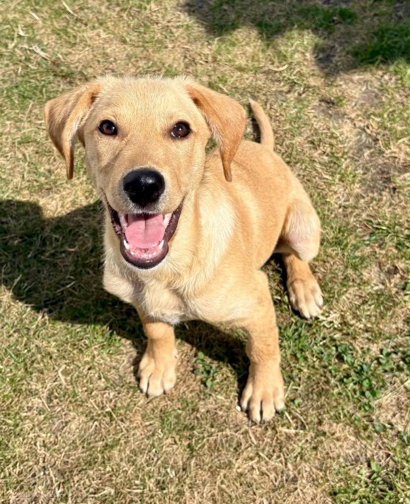 Samson