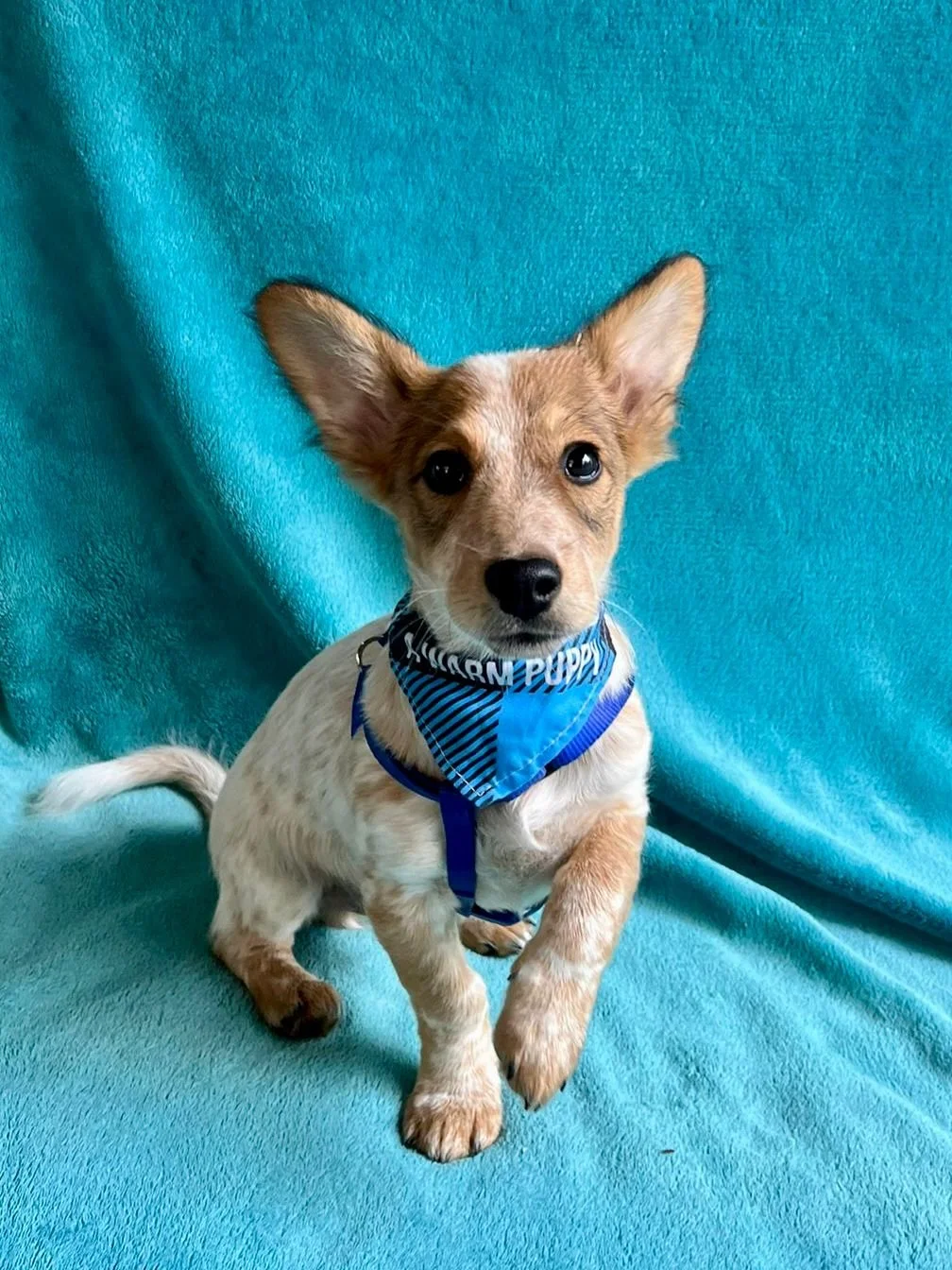 WhatsApp Image 2025-11-18 at 09.53.29 (1).jpeg