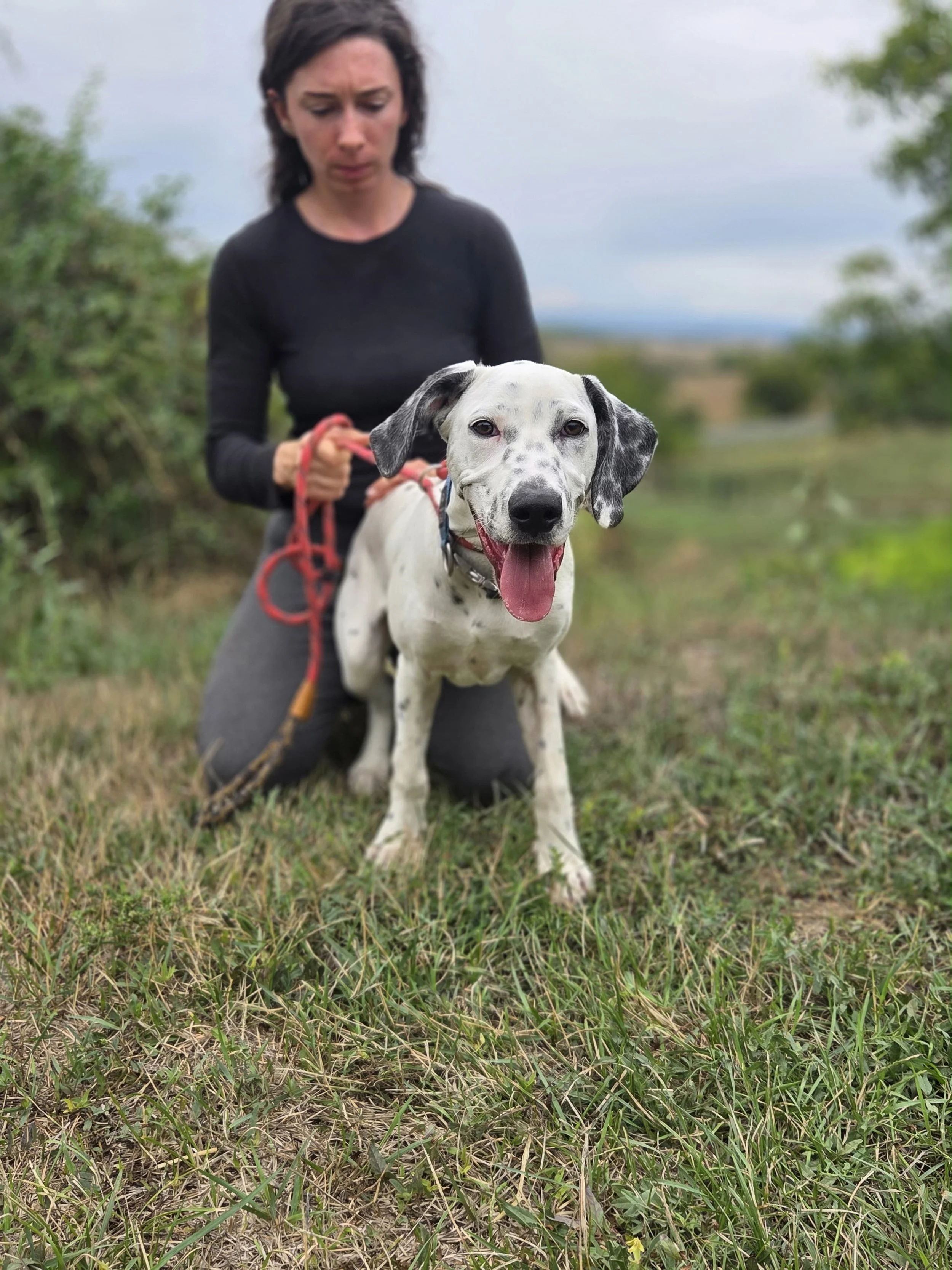 Pongo