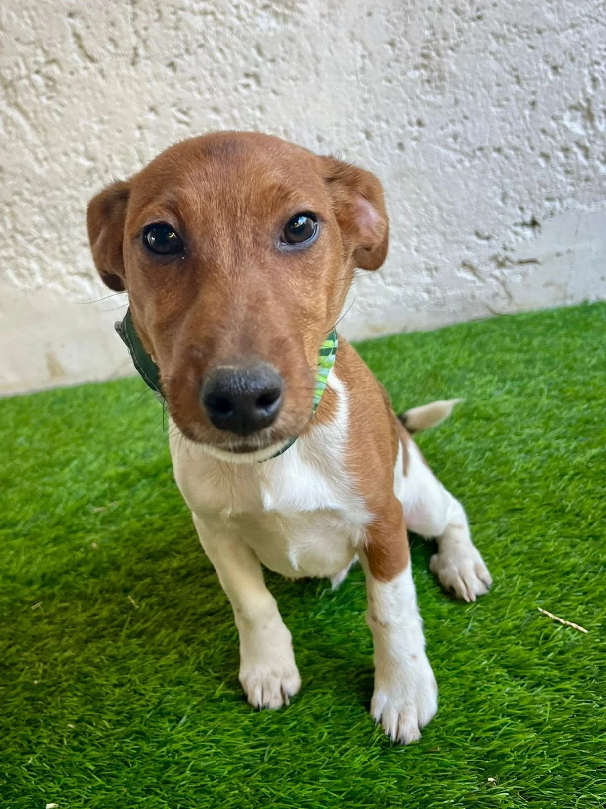 WhatsApp Image 2026-01-01 at 11.31.54 (1).jpeg