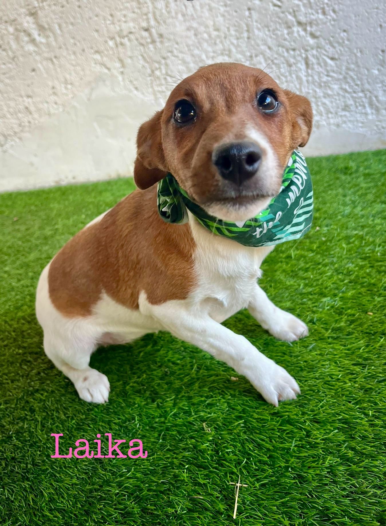 WhatsApp Image 2026-01-01 at 11.31.55 (2).jpeg