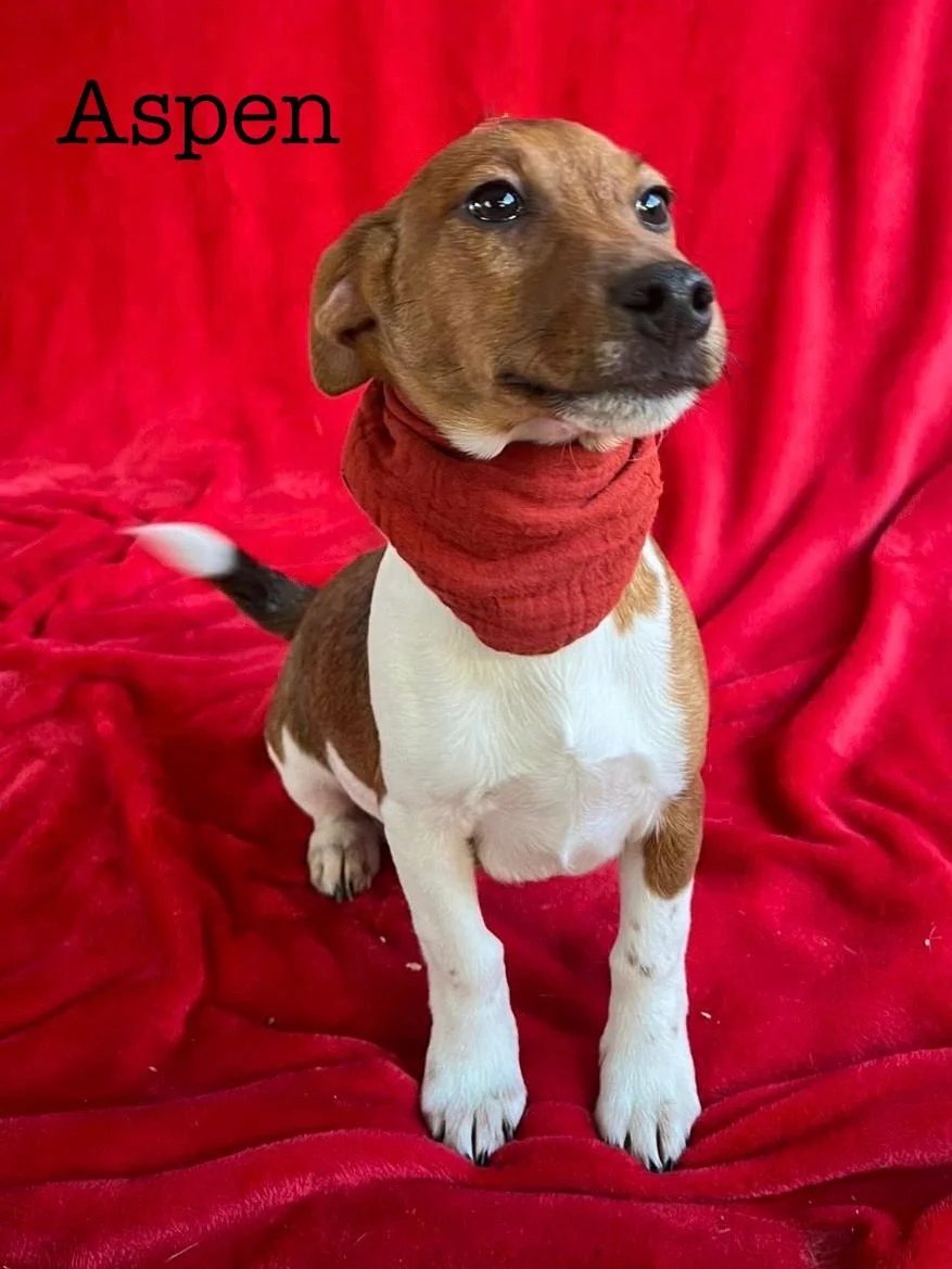 WhatsApp Image 2026-01-01 at 11.31.53 (2).jpeg