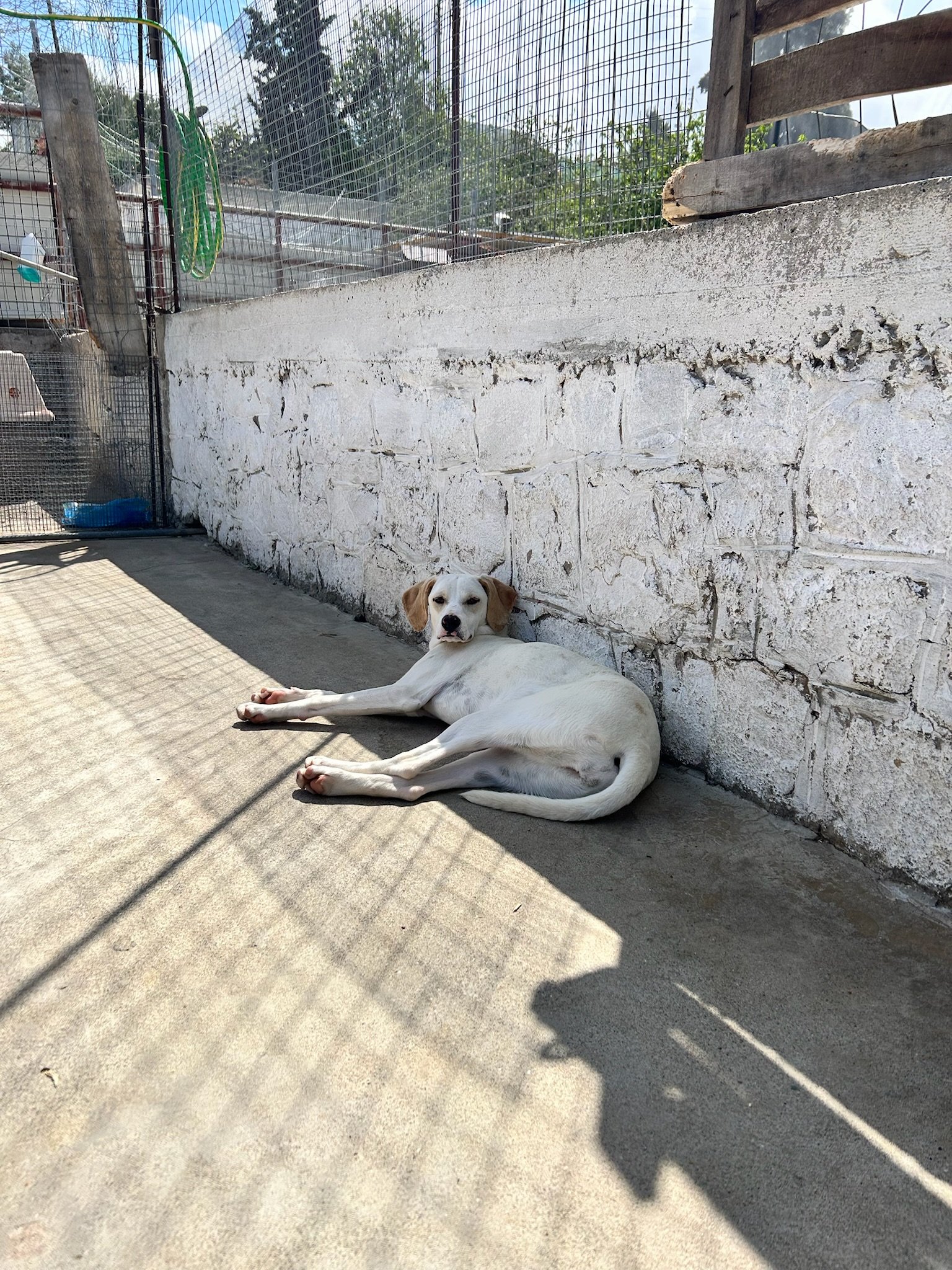IMG_0078.jpeg