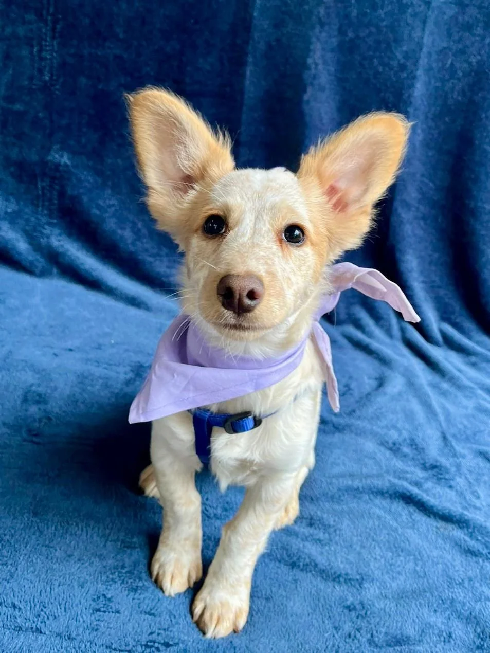 WhatsApp Image 2025-11-18 at 11.34.48 (2).jpeg