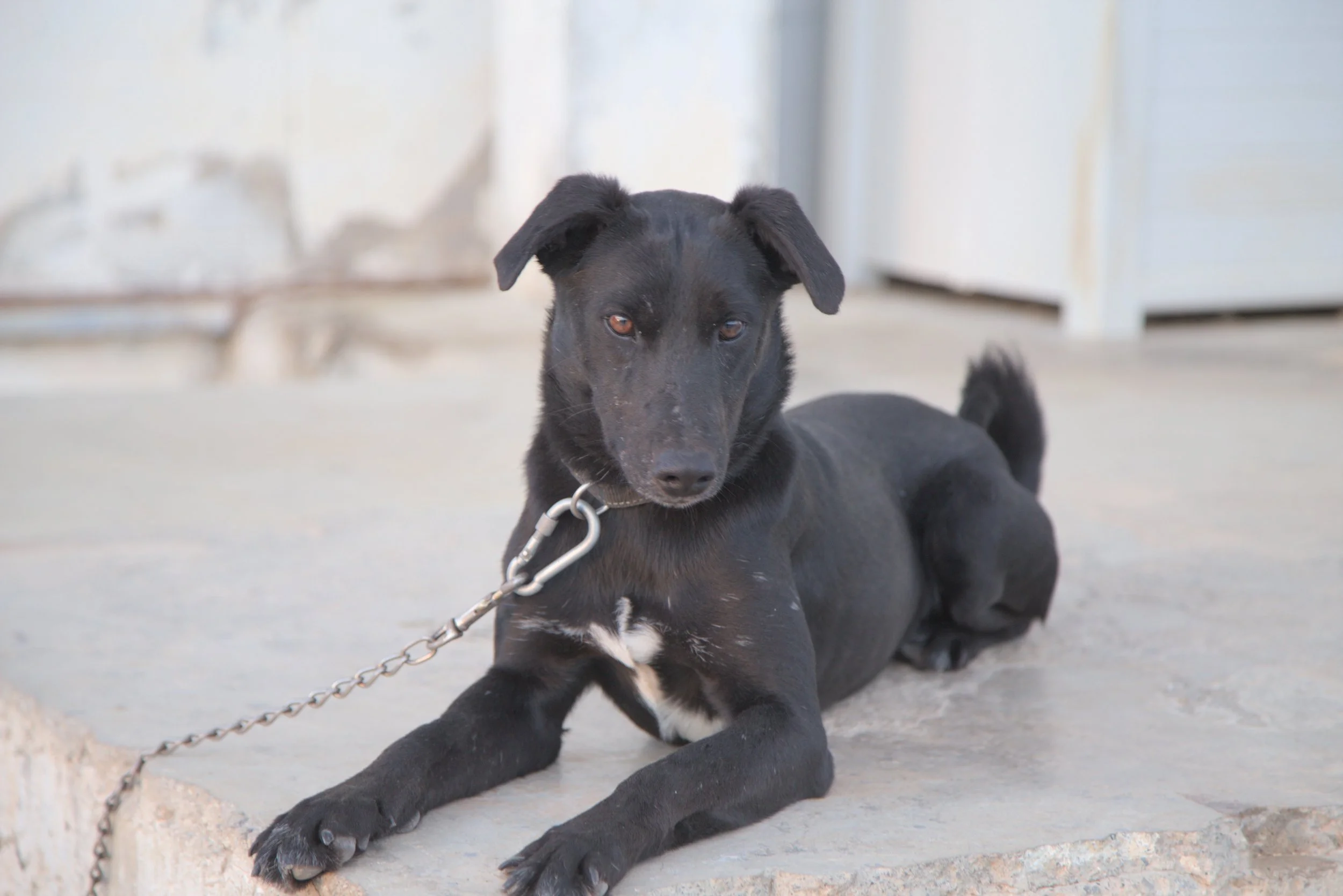 Blacky