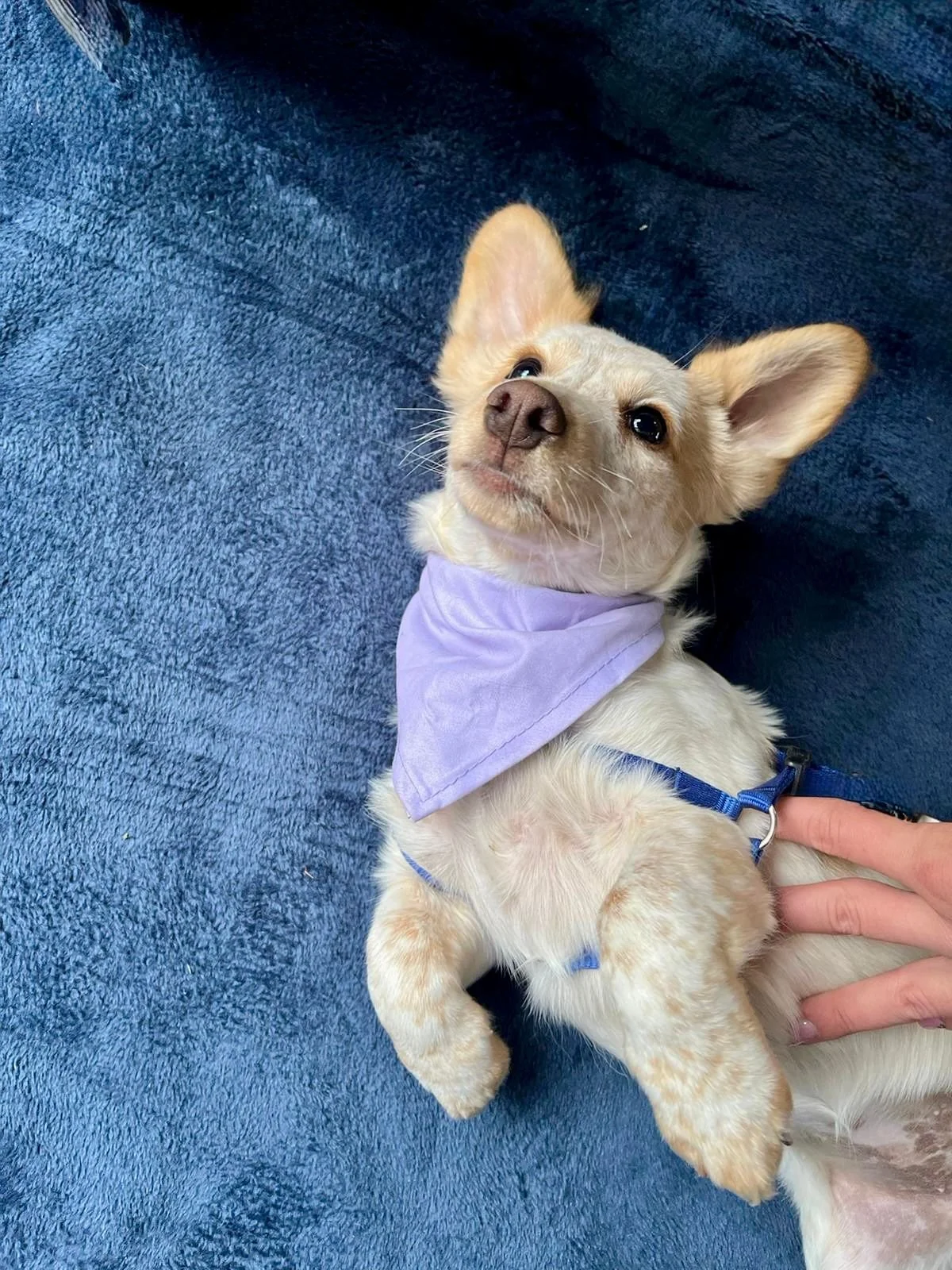 WhatsApp Image 2025-11-18 at 11.34.53 (1).jpeg