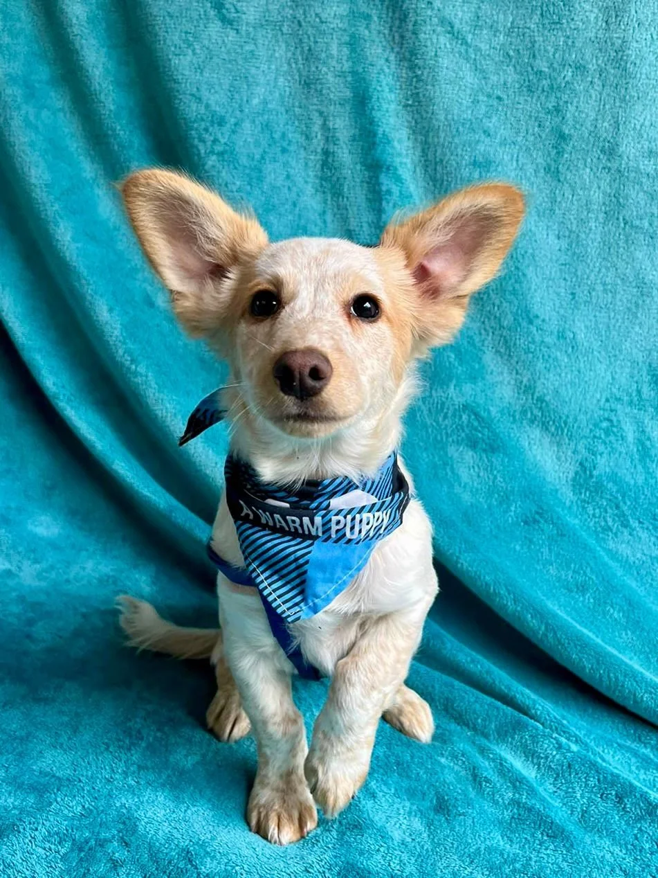 WhatsApp Image 2025-11-18 at 11.34.52 (2).jpeg