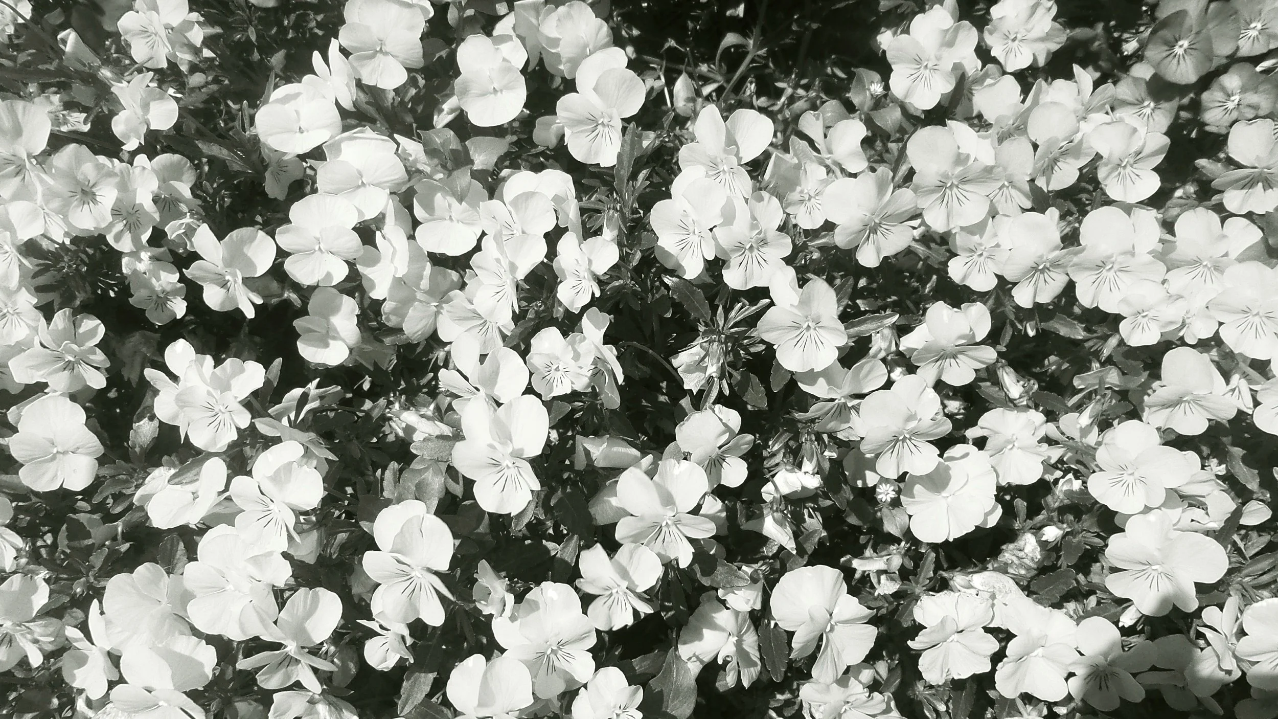 Surviving Spring Allergies in the Southeast: Tips and Tricks