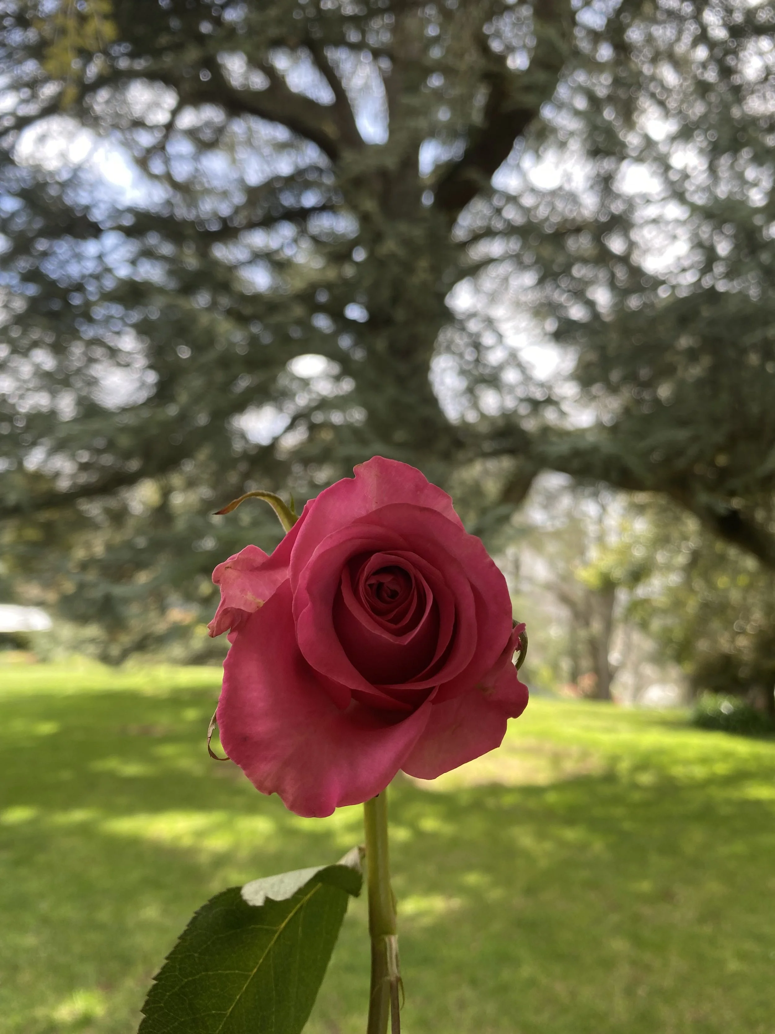 Rose Lineage Daylesford Victoria Australia