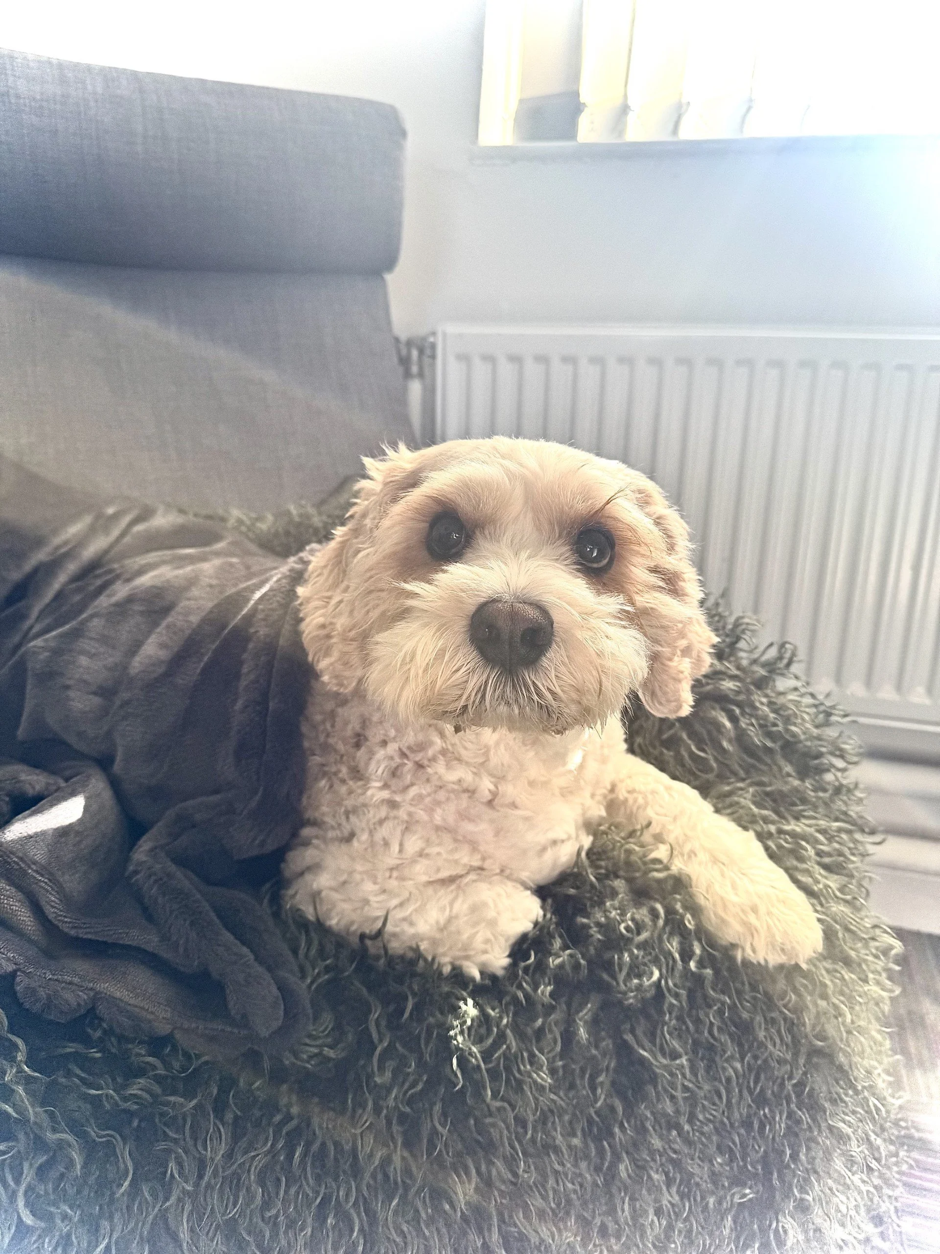 Today's productivity levels may have dropped slightly... but office happiness levels have definitely gone up. 🐾❤️

#MillfieldsTrust #SocialEnterprise #CommunityMatters #OfficeLife #Plymouth #DogsofInstagram