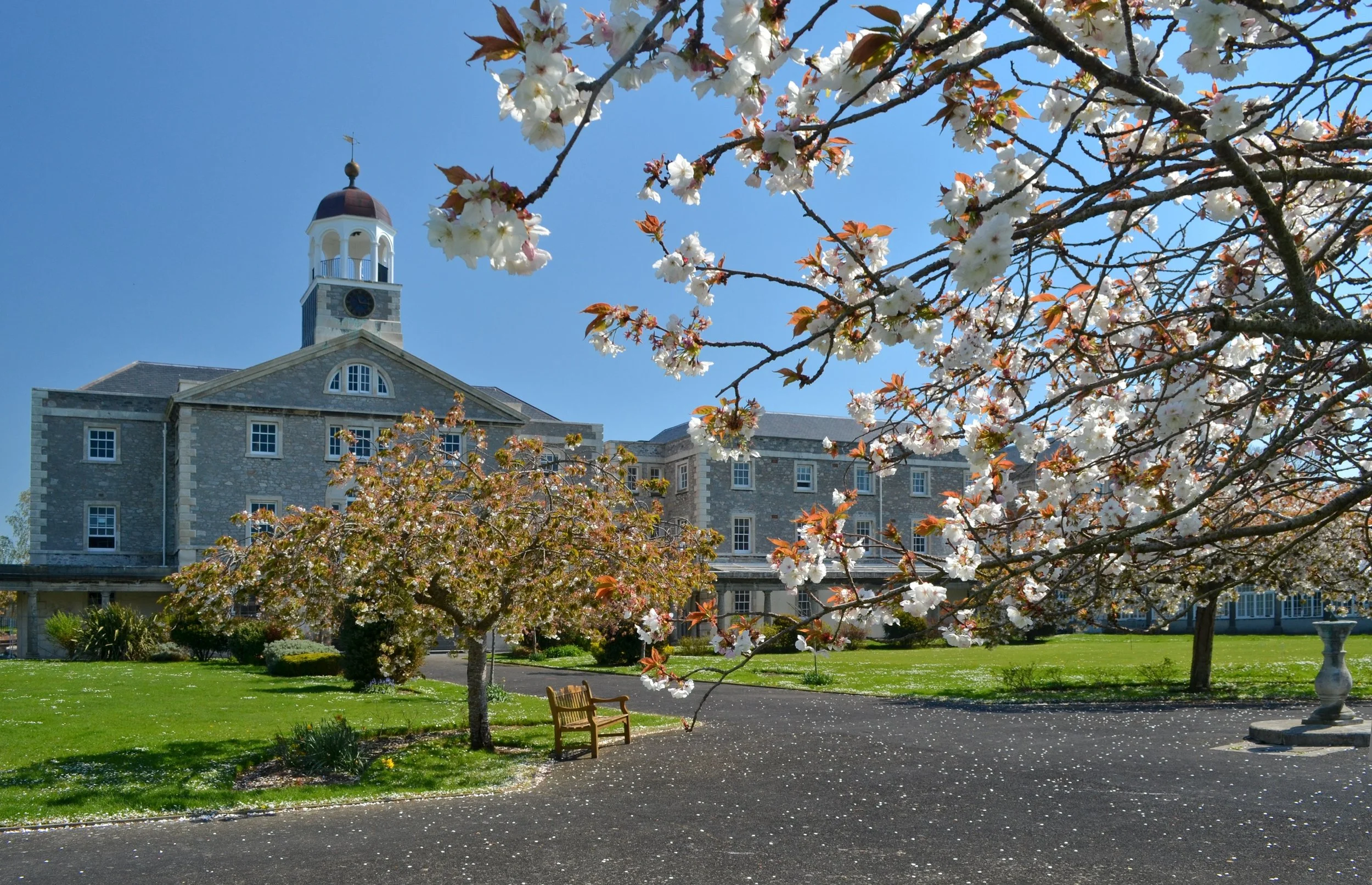 A large stone building with a clock tower under a clear blue sky, surrounded by flowering cherry blossom trees, benches, and a well-maintained lawn.