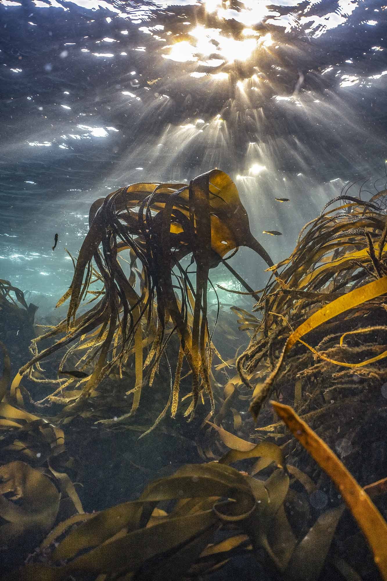 Summer Solstice 2025. Cornwall