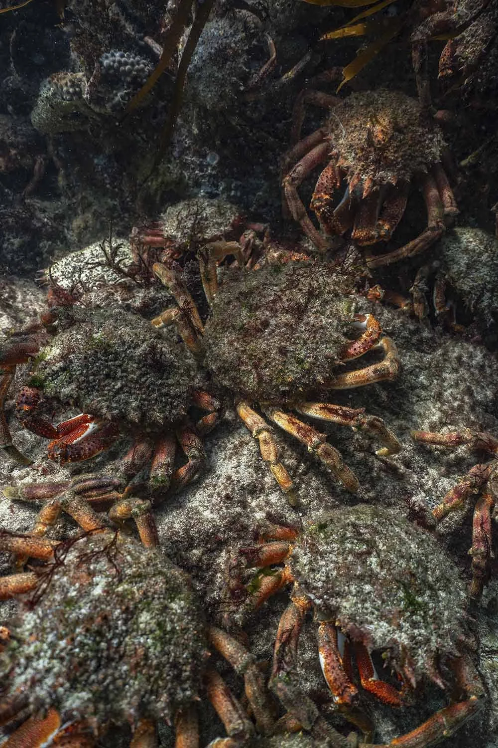 Spider Crab Aggregation Snippet. Cornwall