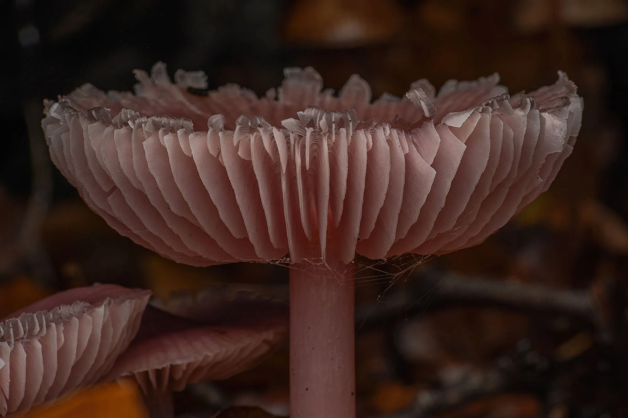Amethyst Deceiver Gills. Epping Forest