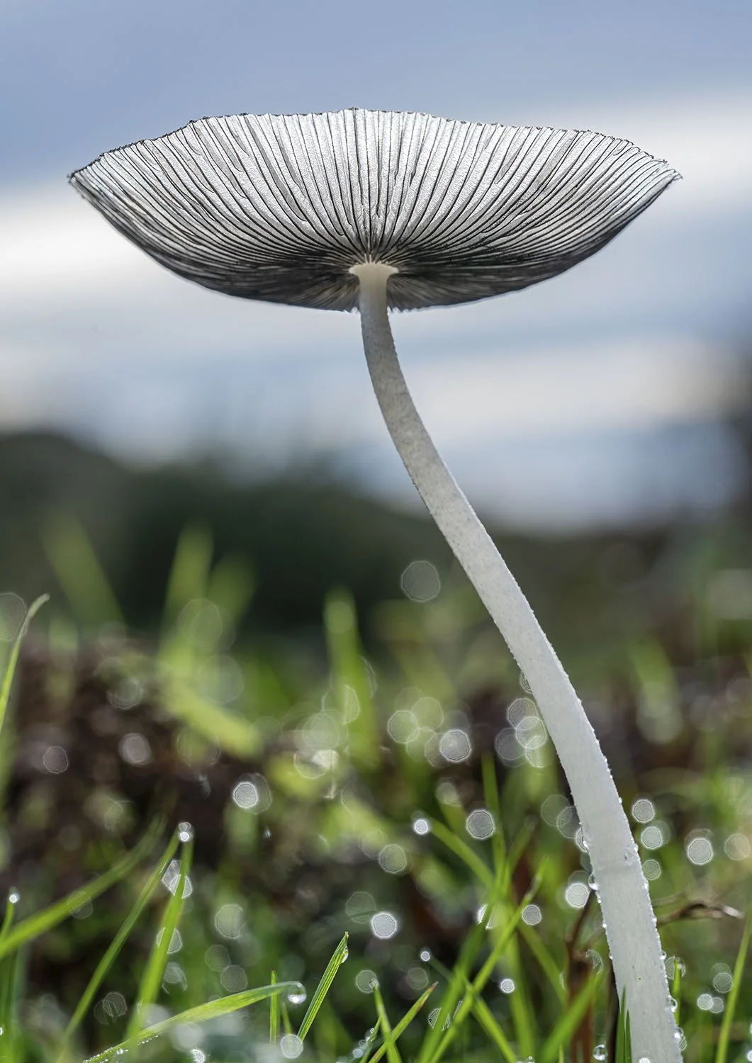 Fungi
