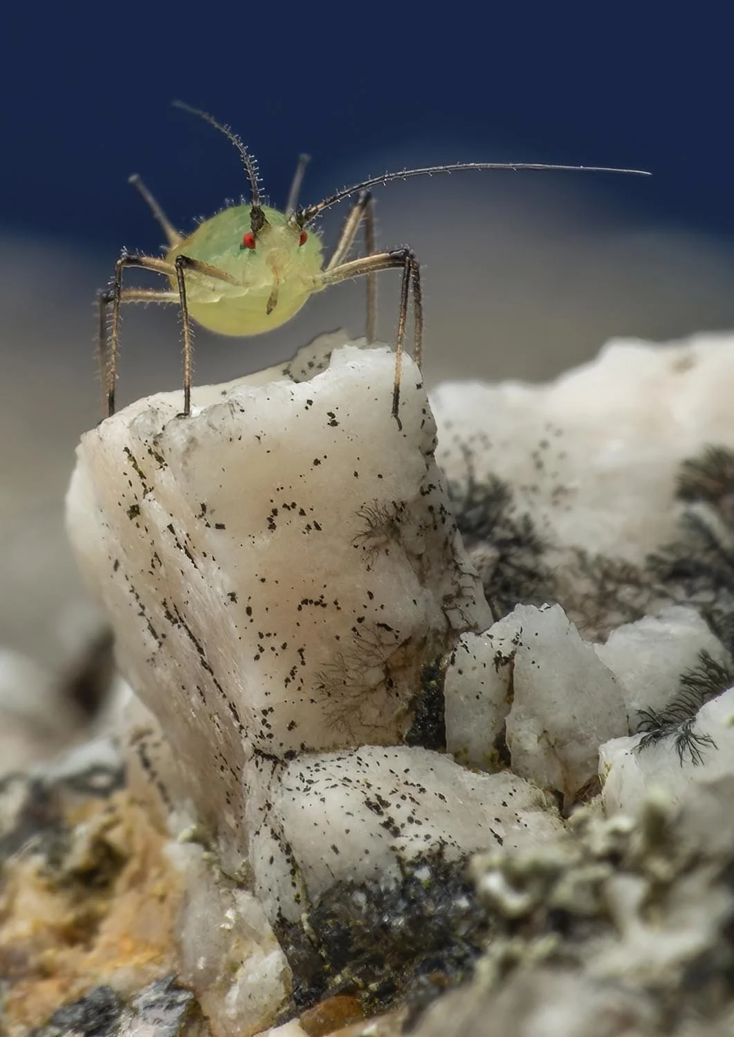 Macro
