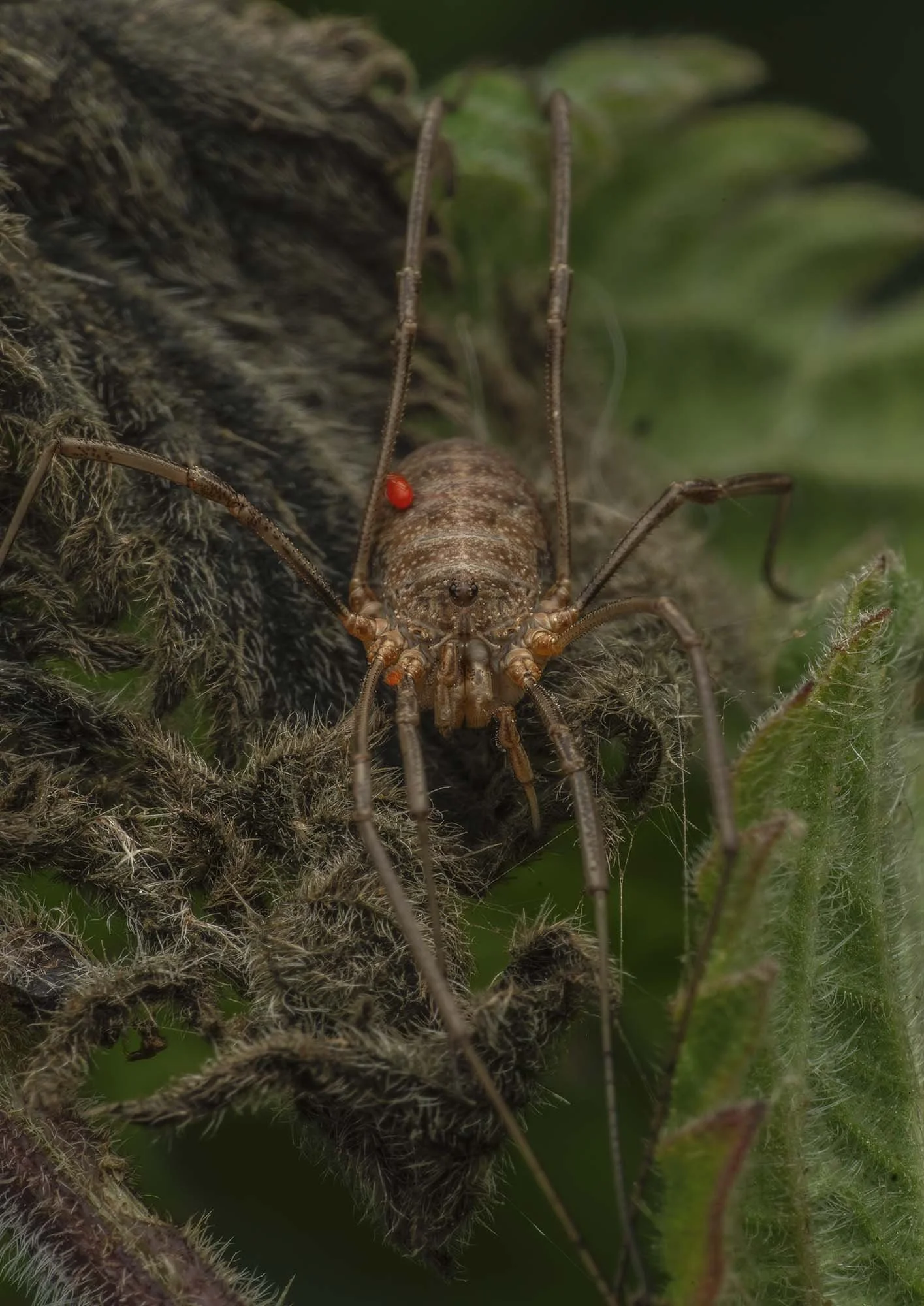 Harvestman and parasites. Cornwall