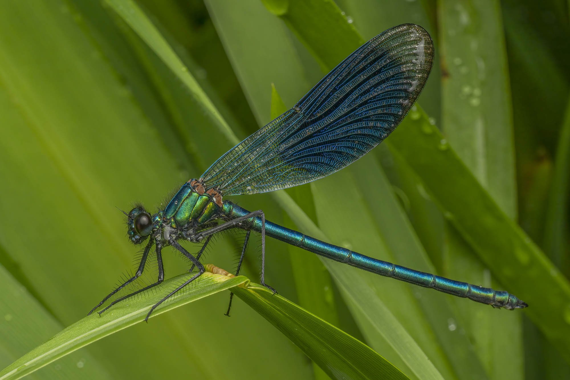 Banded Demoiselle. Victoria Park, London