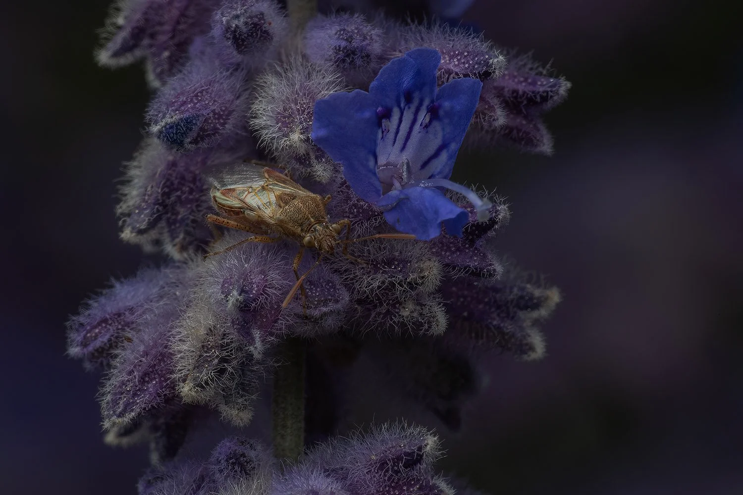 Plant Bug on Verbena Flower. Victoria Park, London