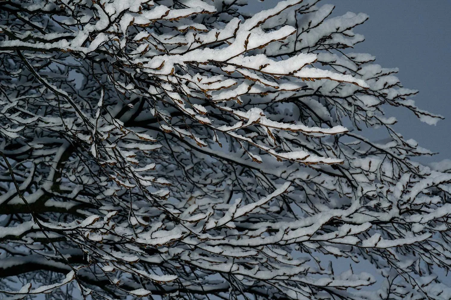 Snowy Branches. Victoria Park, London