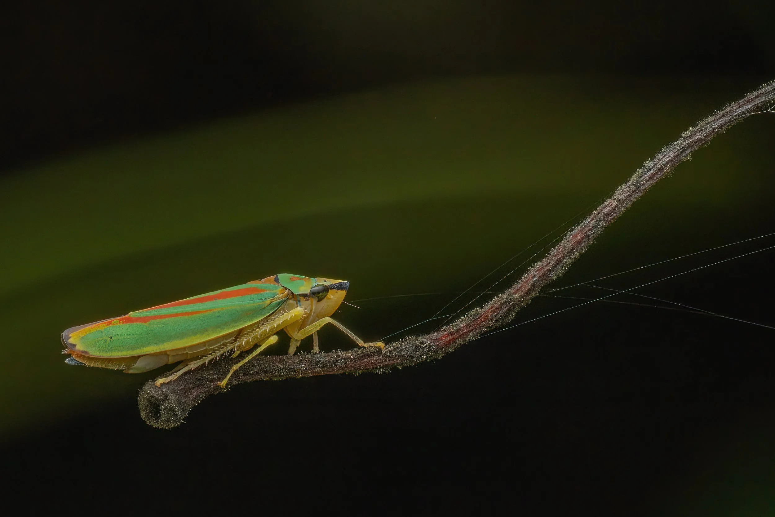Rhodedendron hopper_DSC1625-Edit-2.jpg