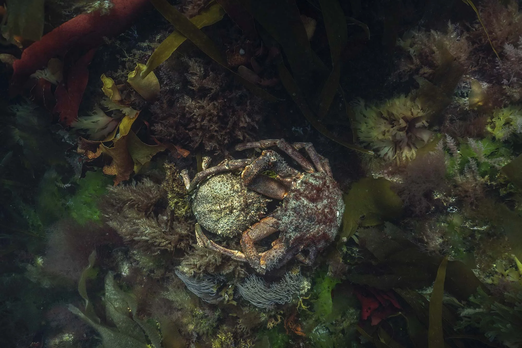 Spring Romance. Spider crabs. Cornwall