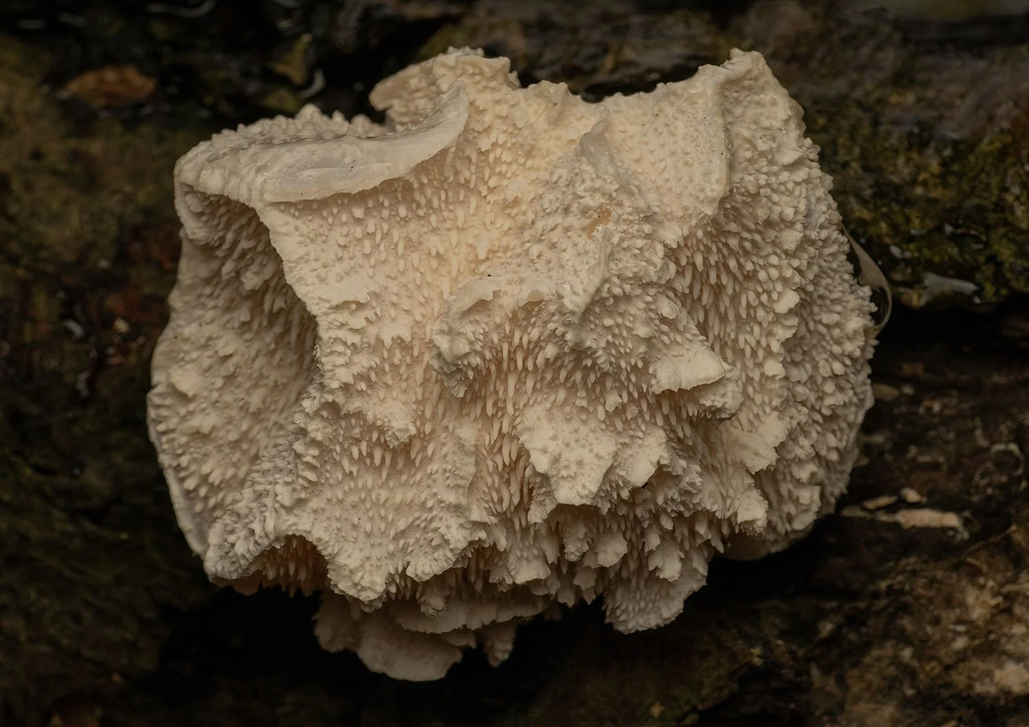 Tiered Tooth Fungus. Epping Forest