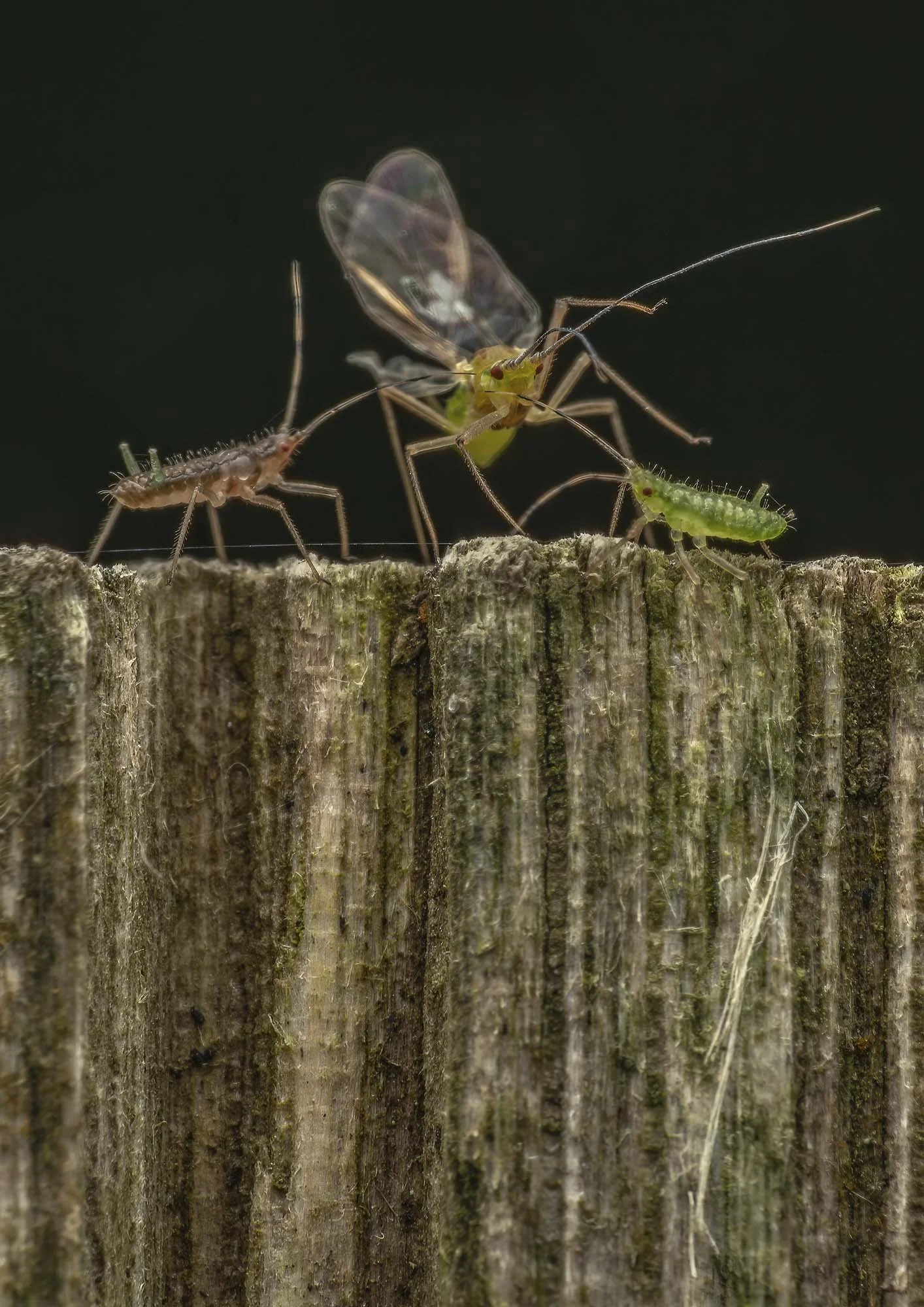 Aphids. Godolphin, Cornwall