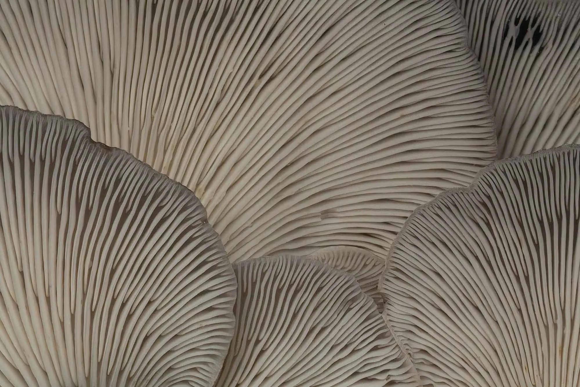 Oyster Gills. Epping Forest