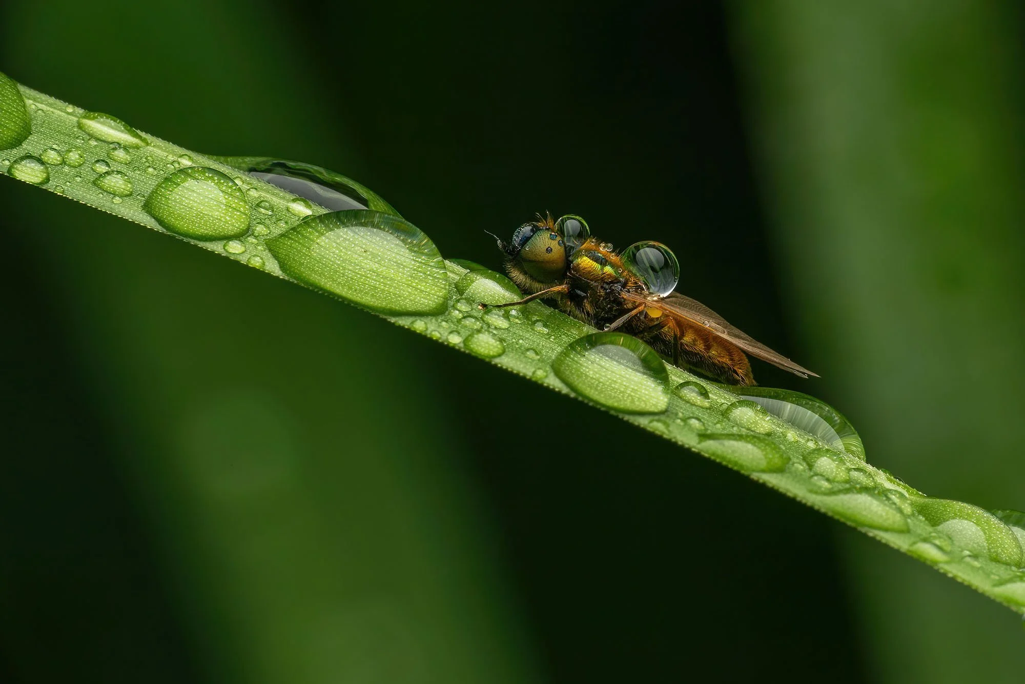 Broad Centurian on Dewy Reed. Victoria Park, London