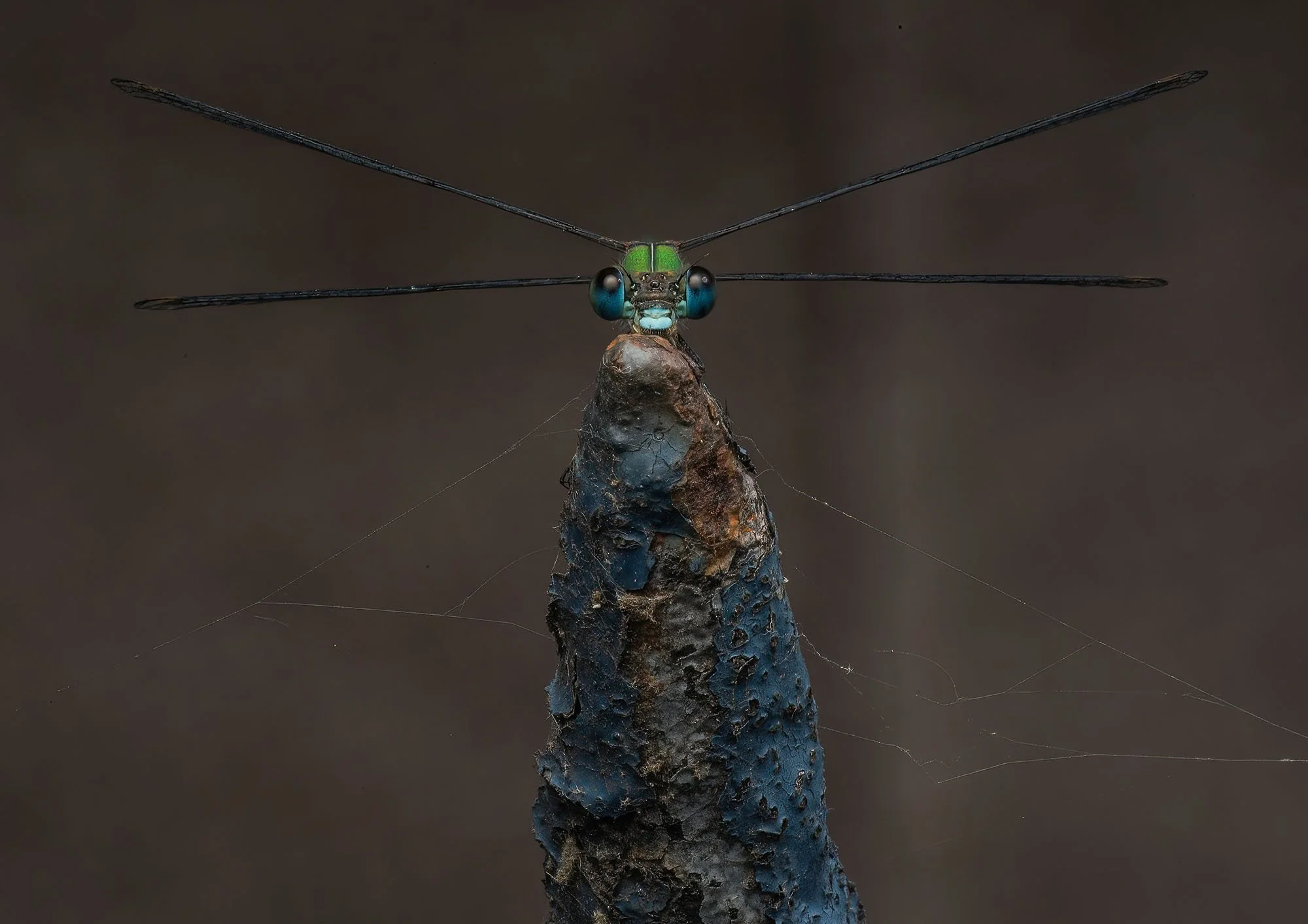 Emerald Damselfly. Victoria Park, London