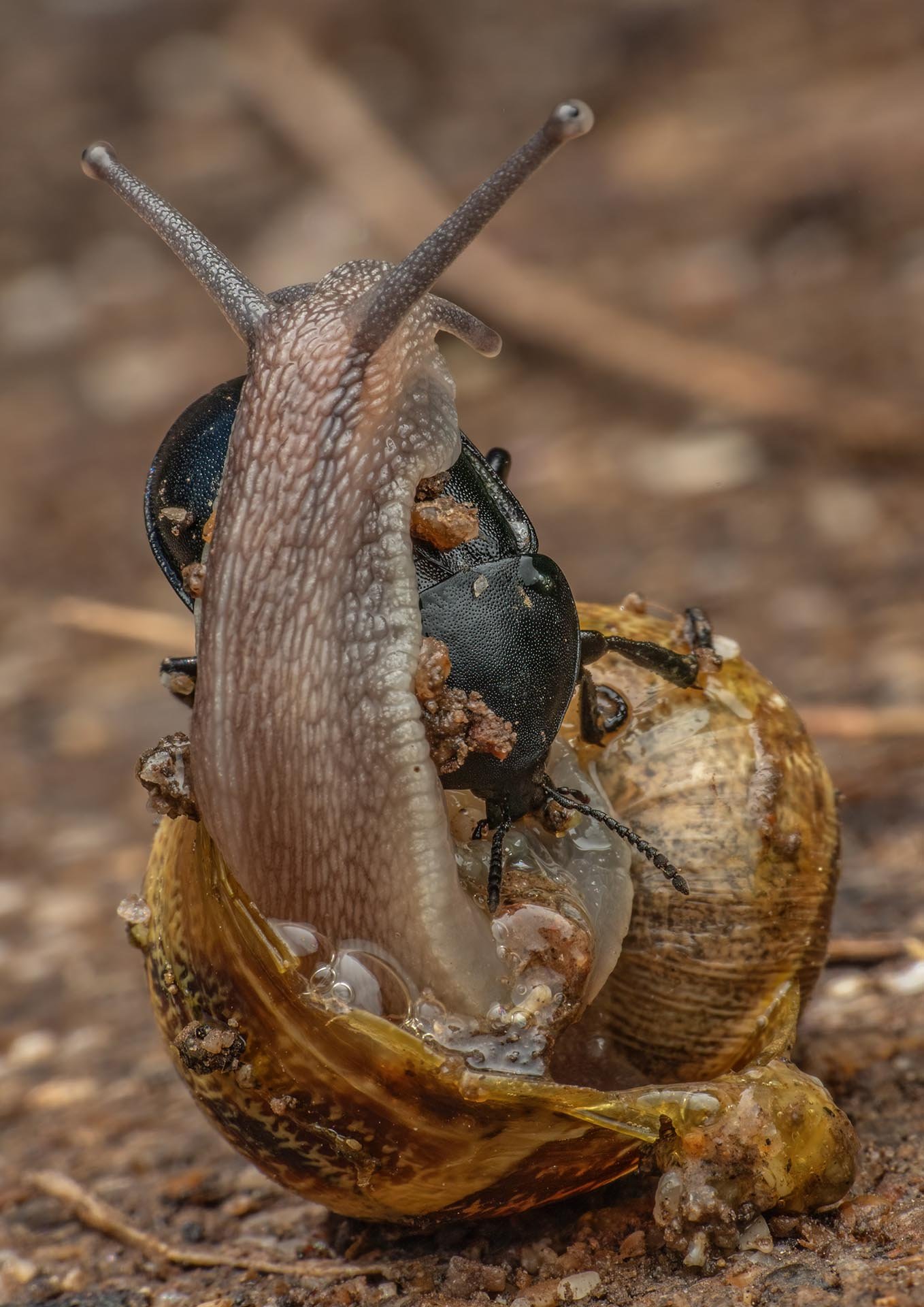 Snail Battles with Snail Eating Beetle . Cornwall