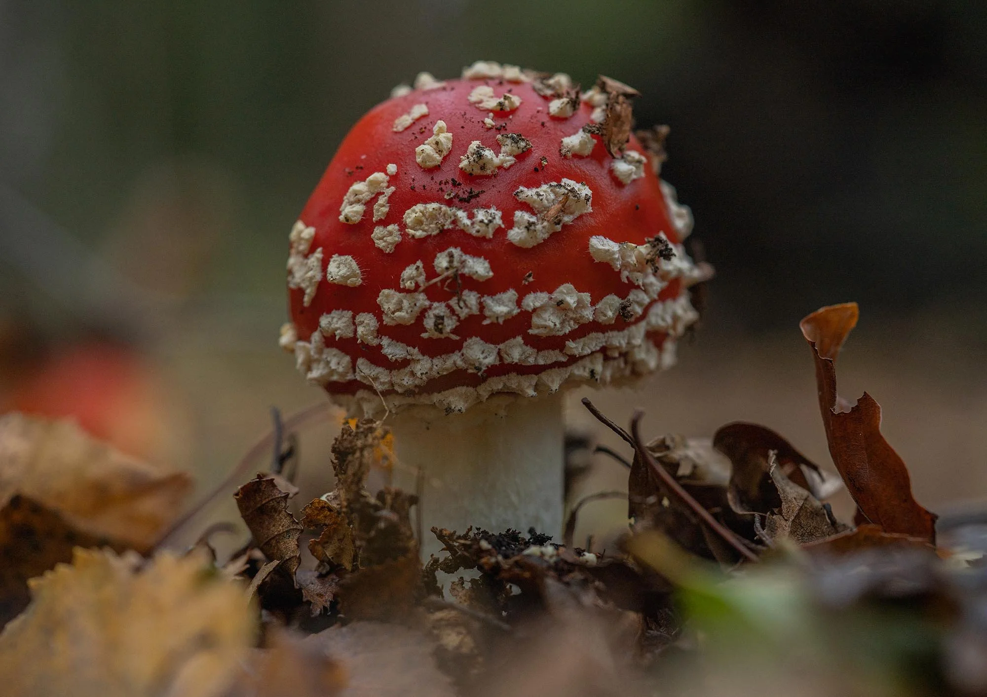 Fly Agaric (Amanita muscaria). Epping Forset
