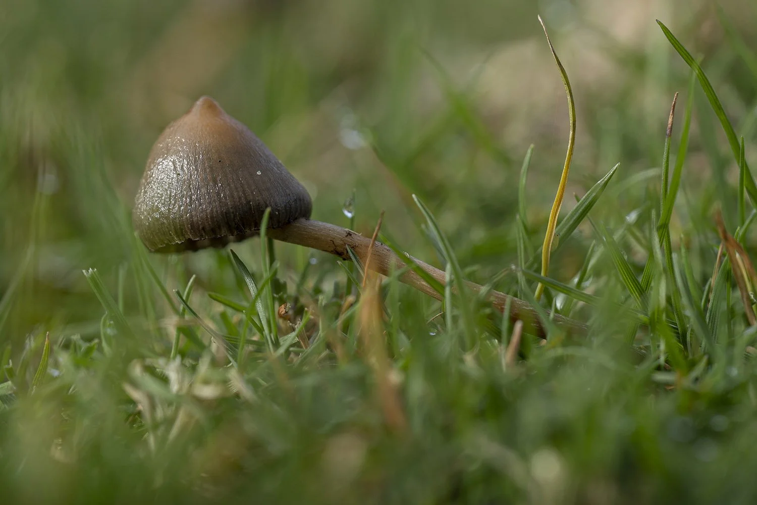 Leaning Liberty. Wiltshire