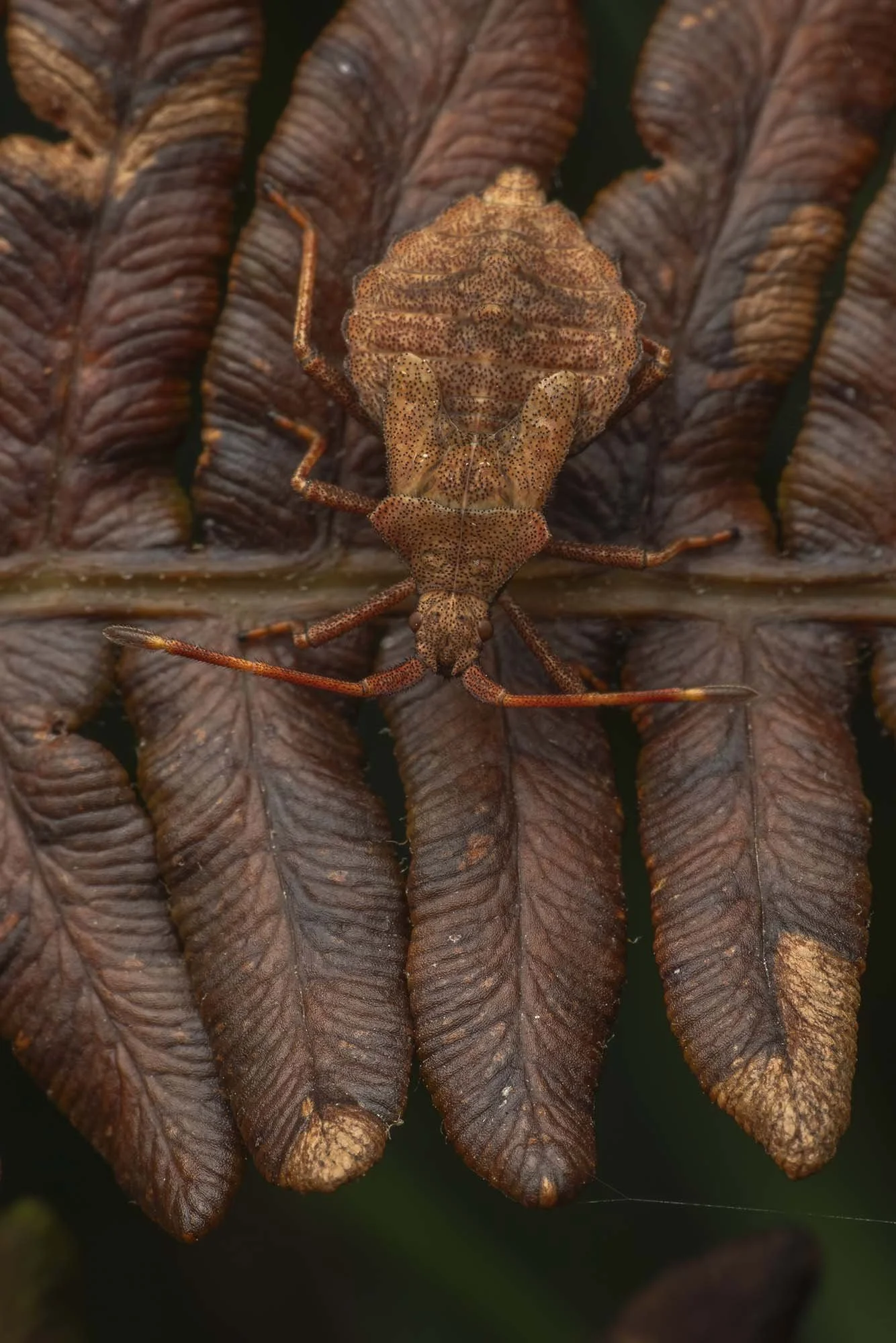 Dock Bug. Godolphin, Cornwall
