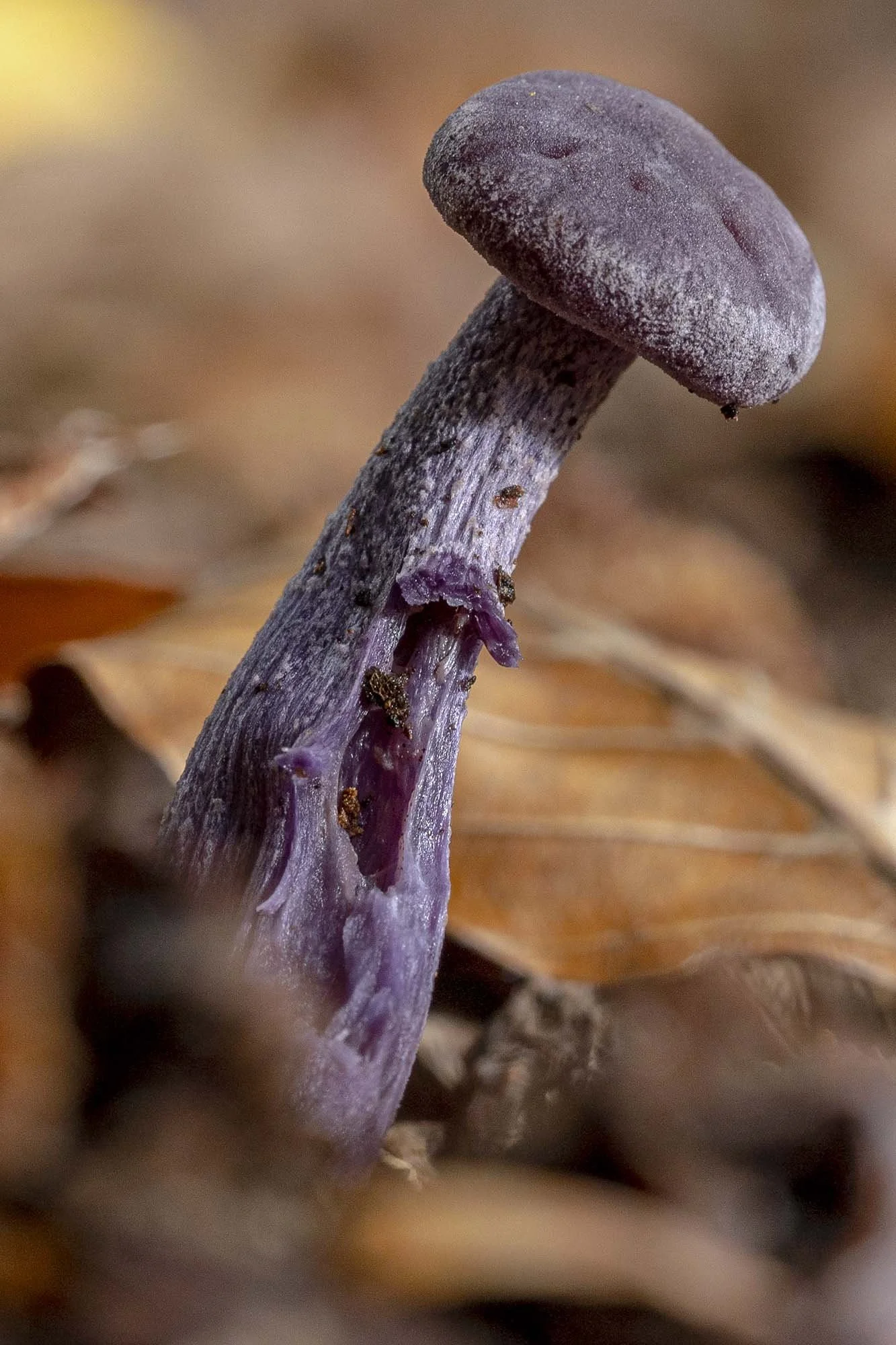 Jovial Amethyst Deceiver. Epping Forest