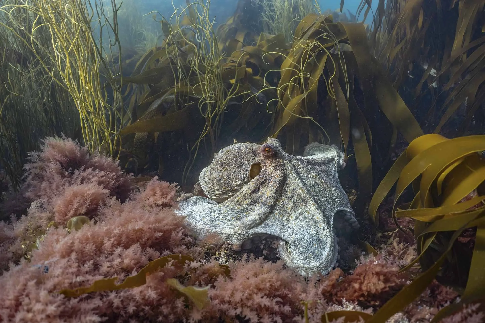 An octopus wanders the spring seascape. Cornwall