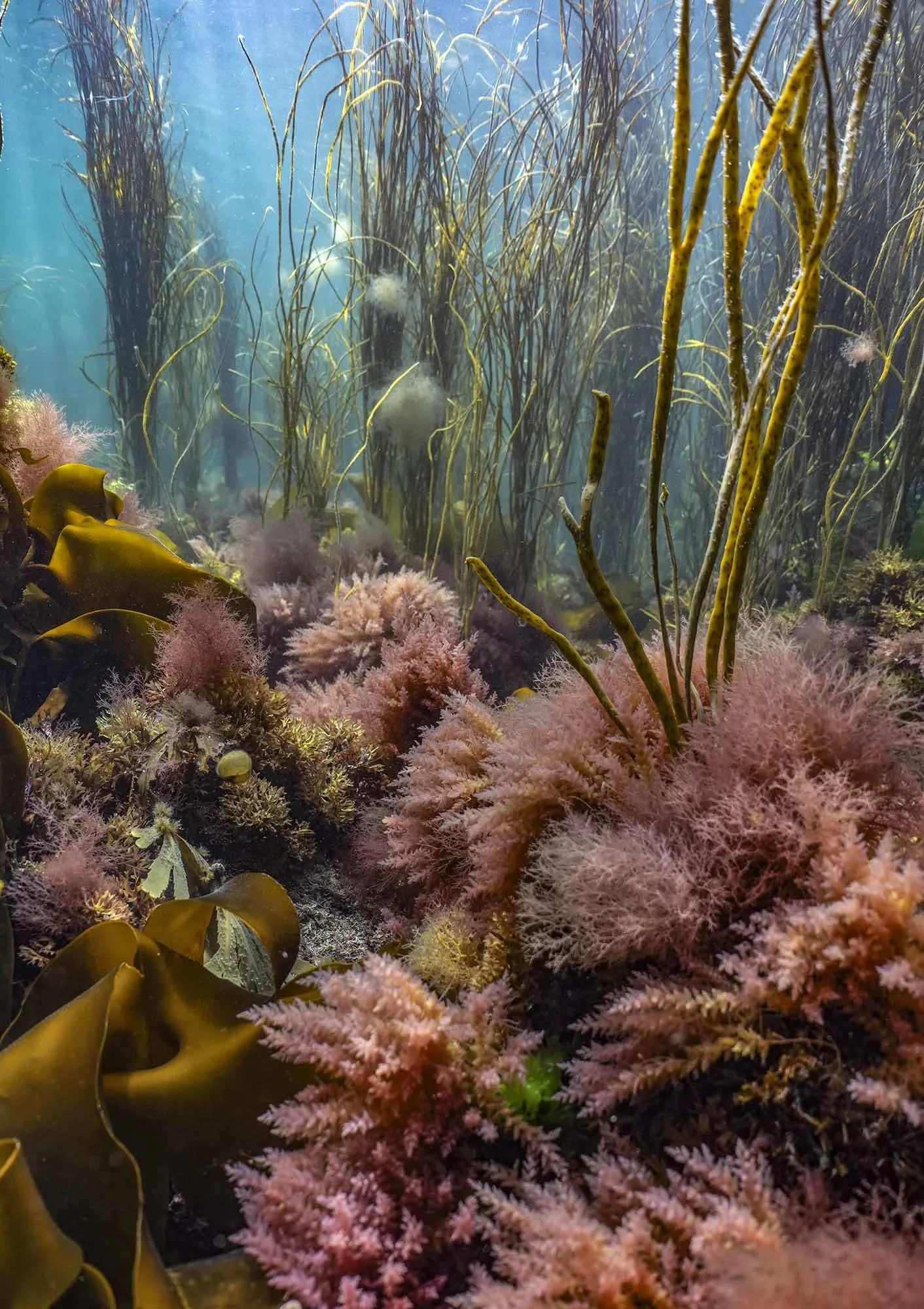 Seaweed Selector. Cornwall