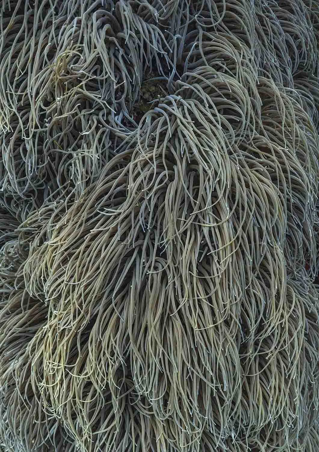 Snakelocks Colony. Cornwall