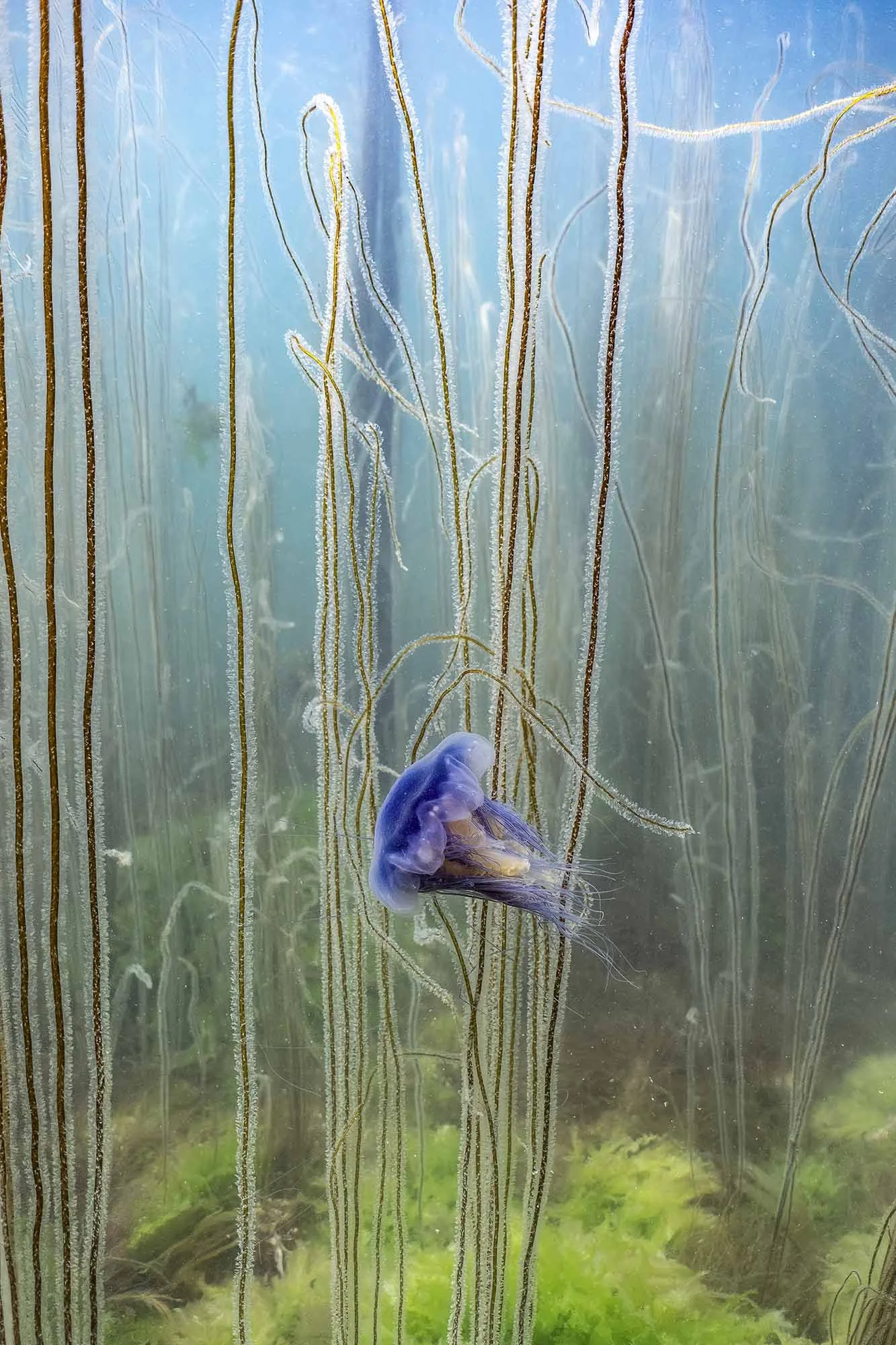 Blue Jelly Strand Weave. Cornwall