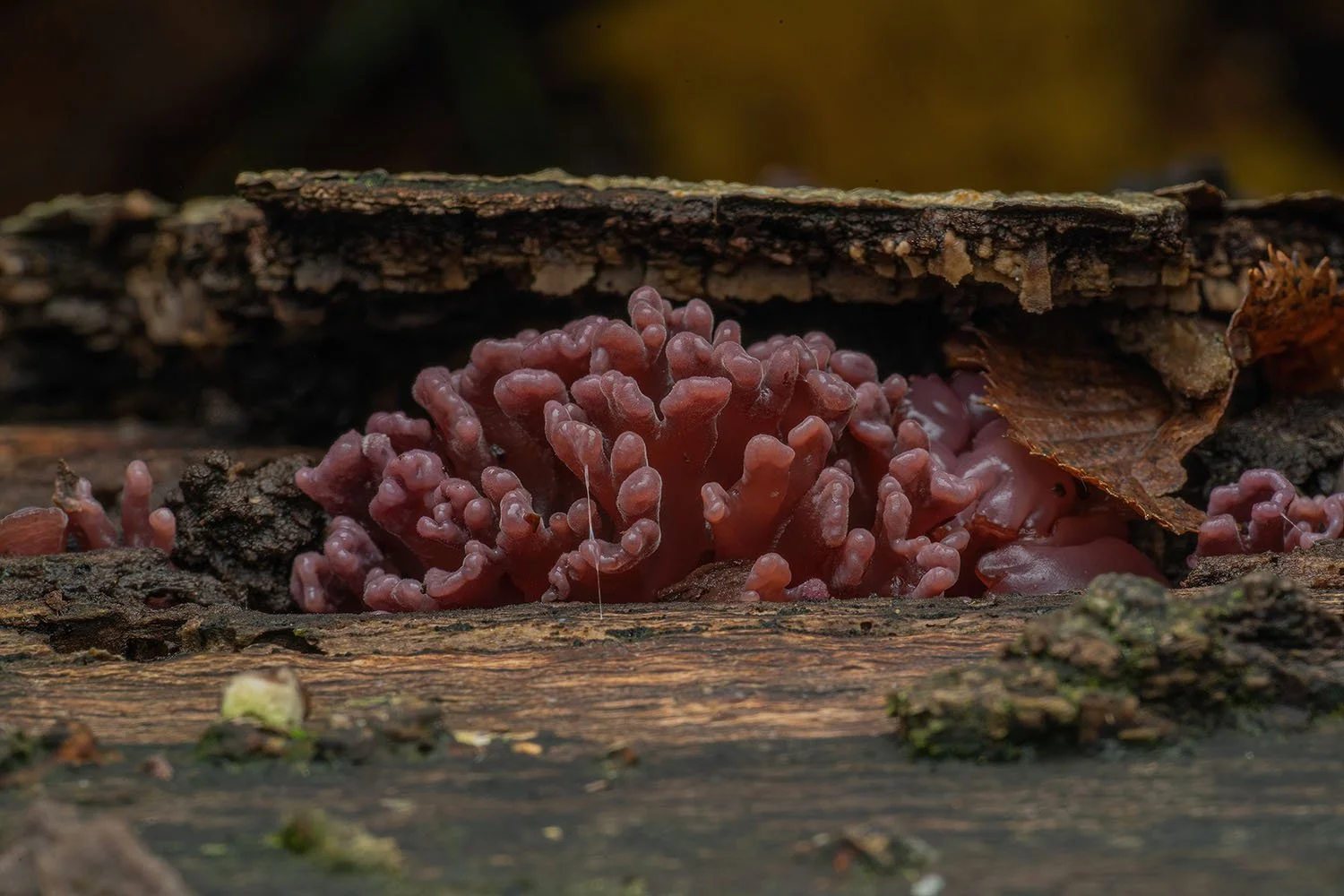 Slime Nubs. Epping Forest