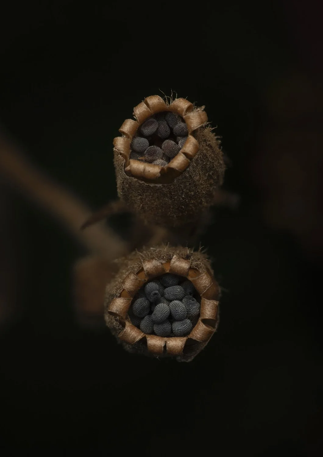 Red Campion (Silene dioica) Seed Pod. Godolphin, Cornwall