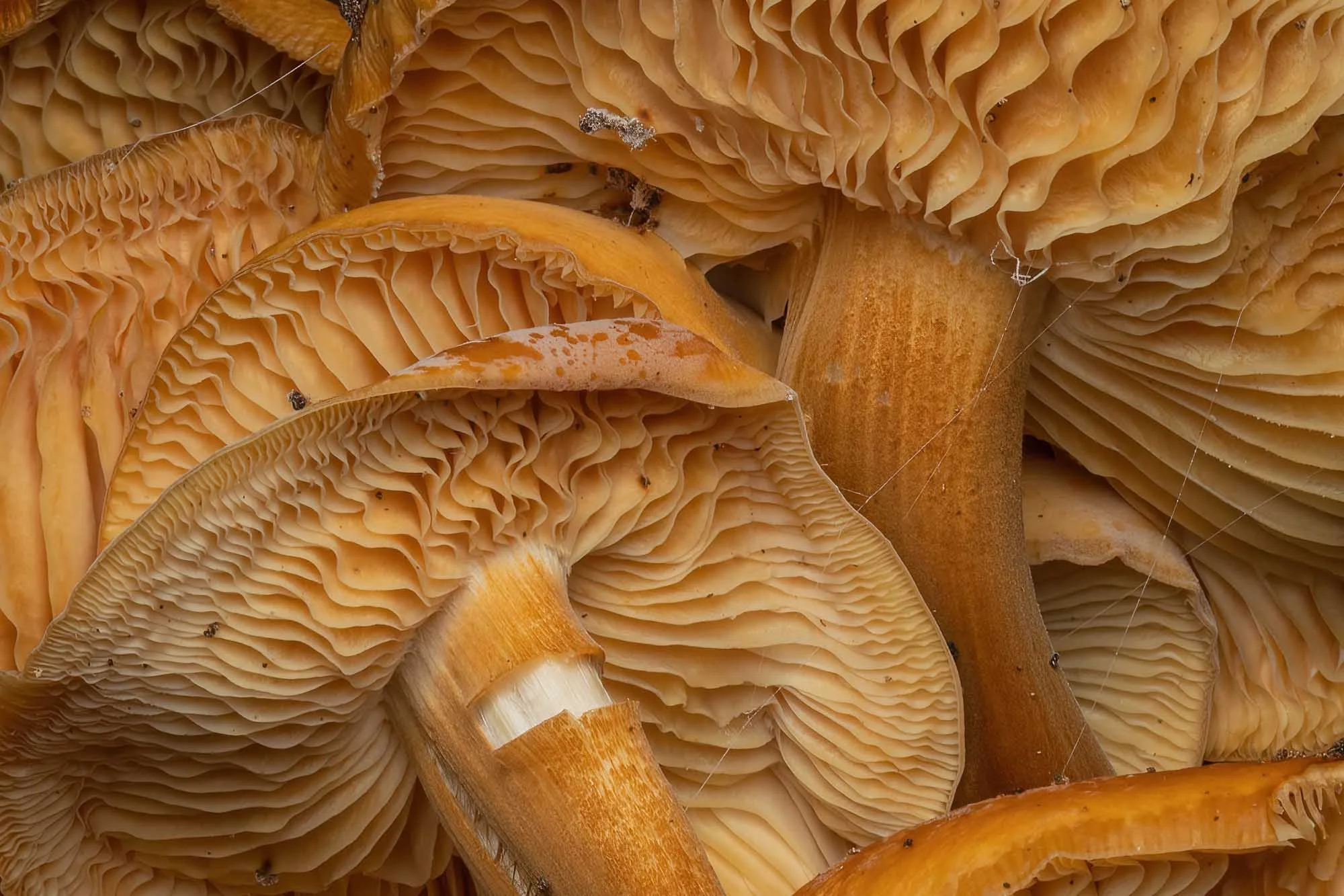 Frills & Gills. Victoria Park, London