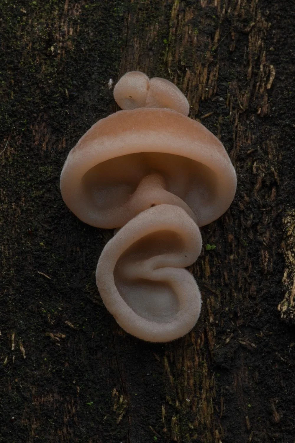 Jelly Ear. Victoria Park, London